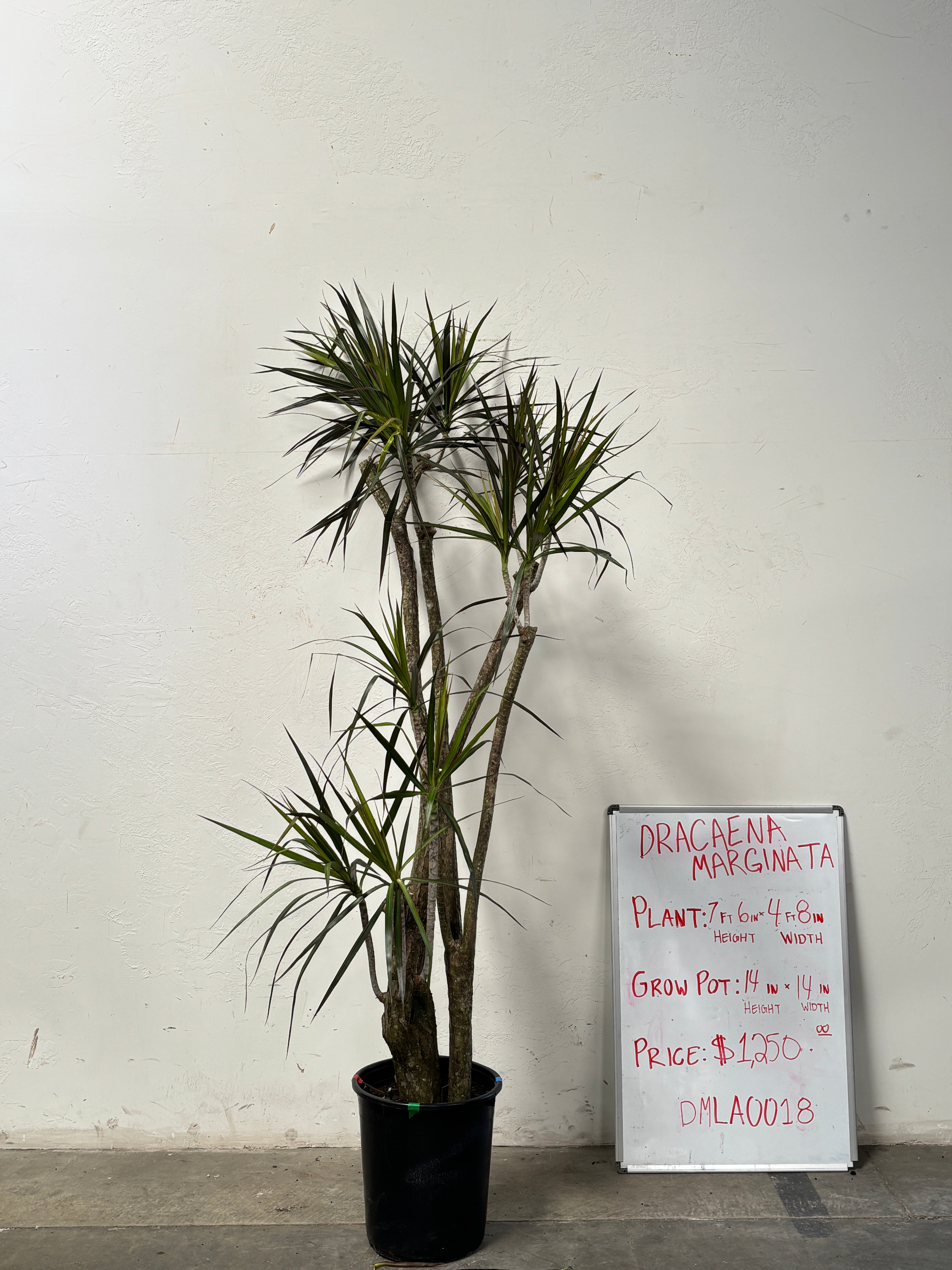Dracaena Marginata DMLA0018