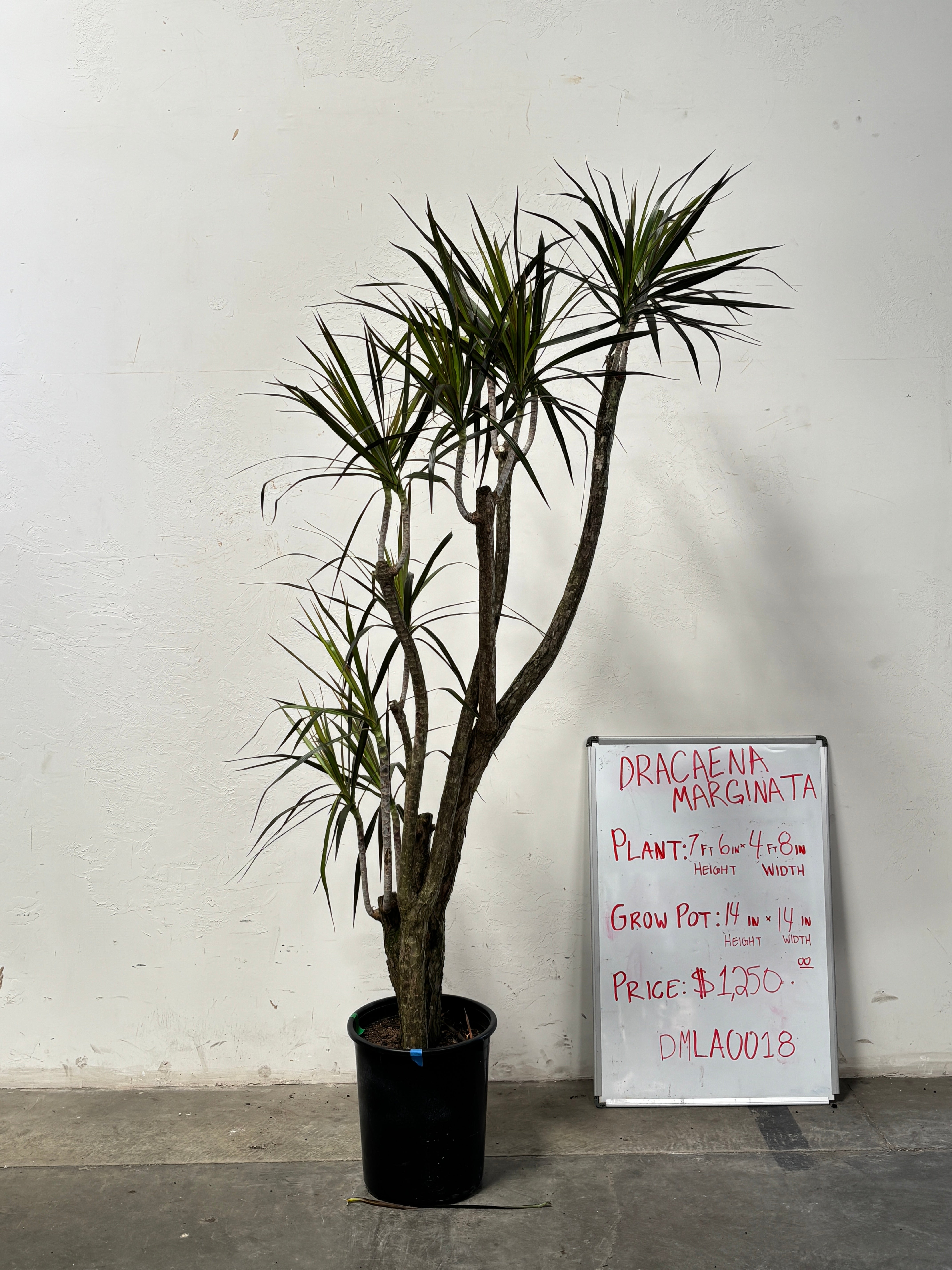 Dracaena Marginata DMLA0018