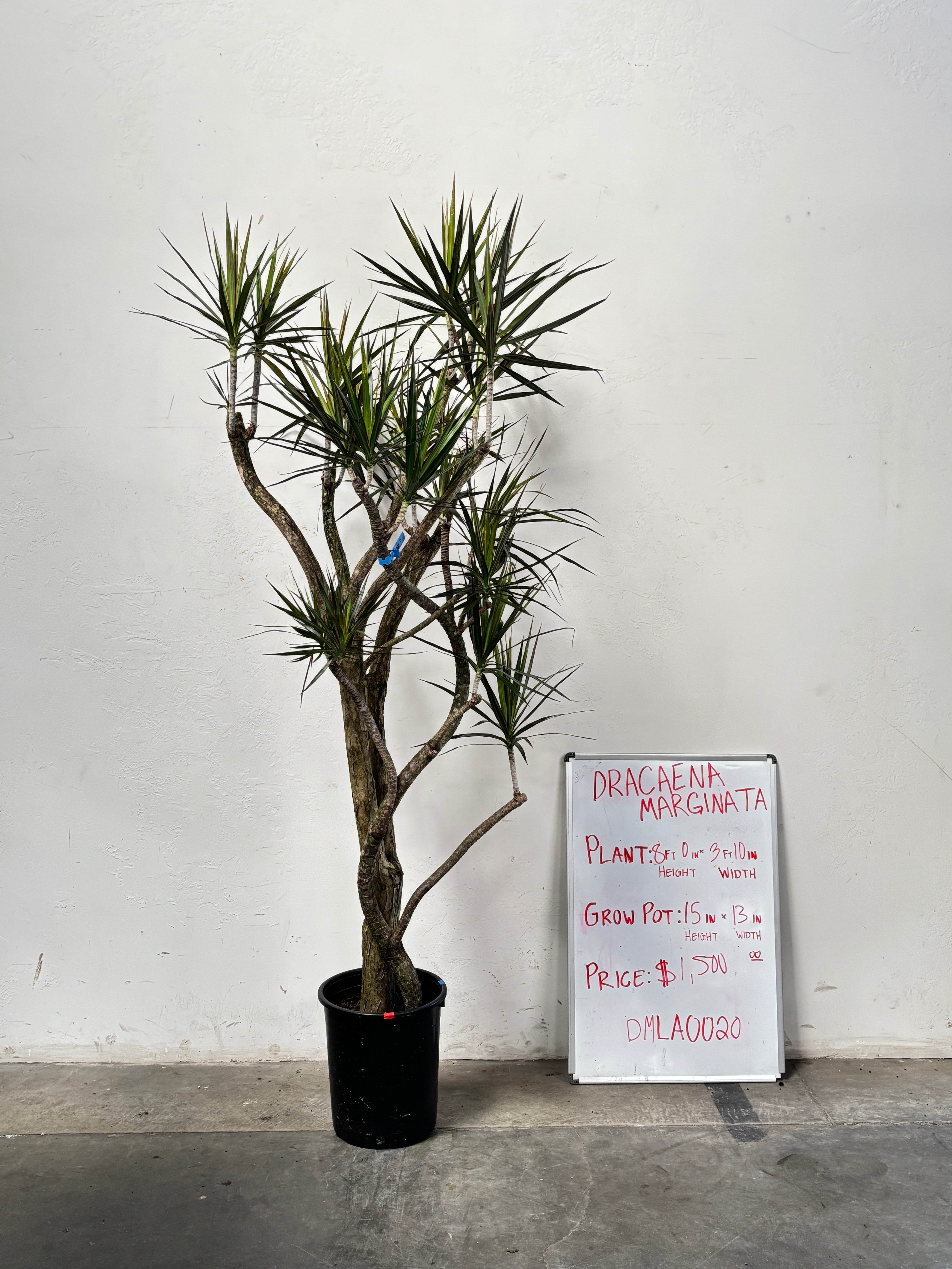 Dracaena Marginata DMLA0020