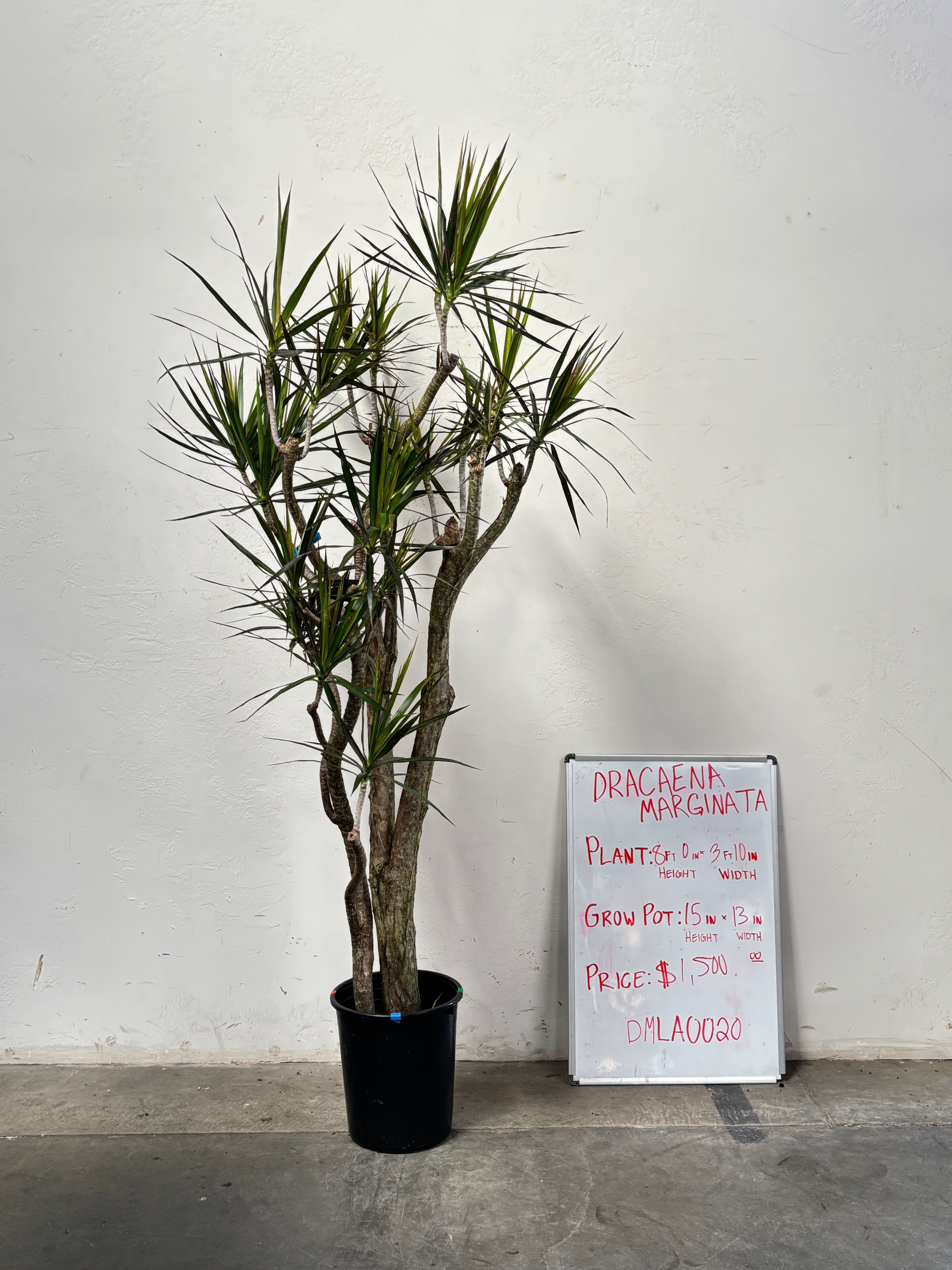 Dracaena Marginata DMLA0020