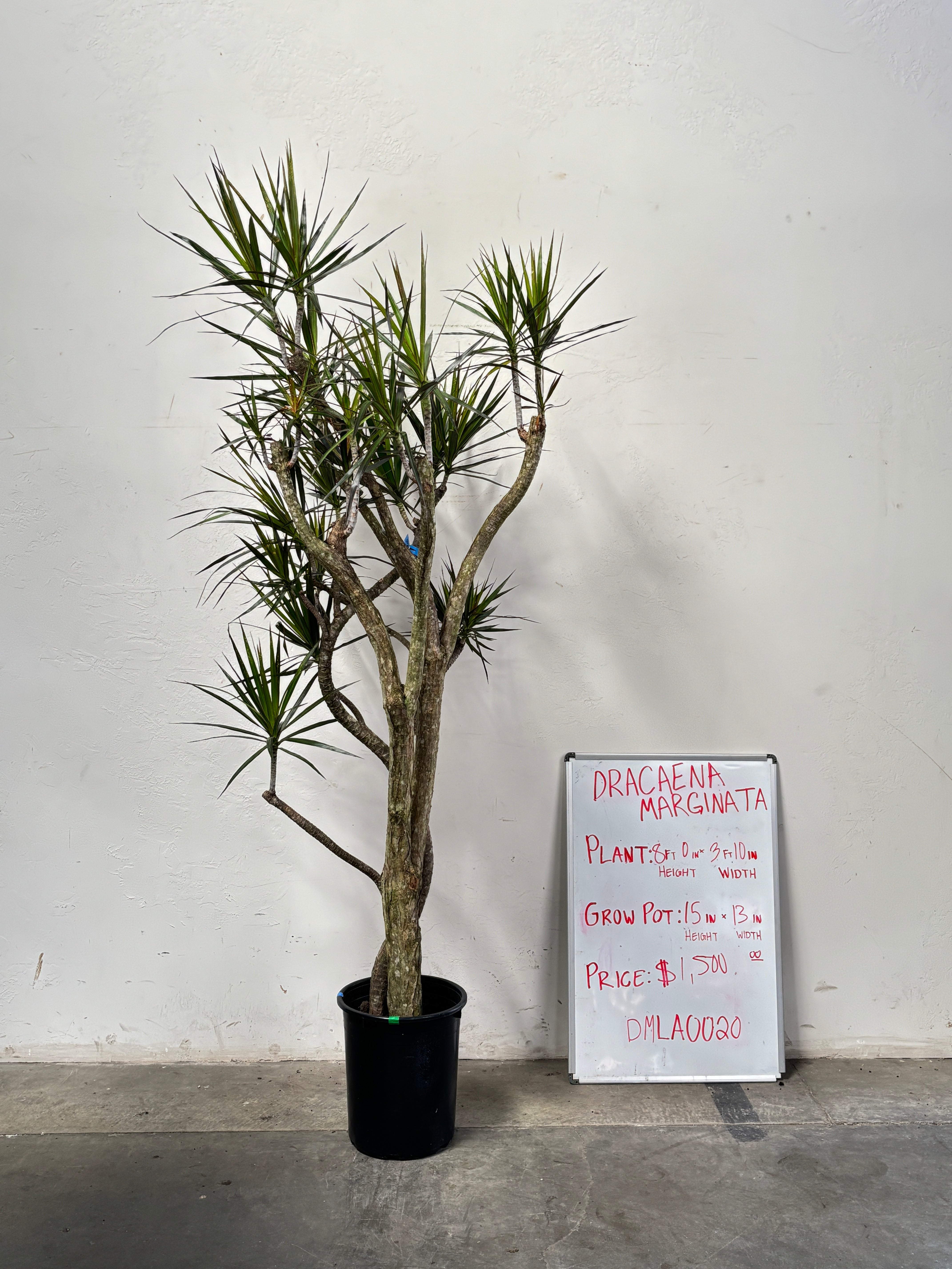 Dracaena Marginata DMLA0020