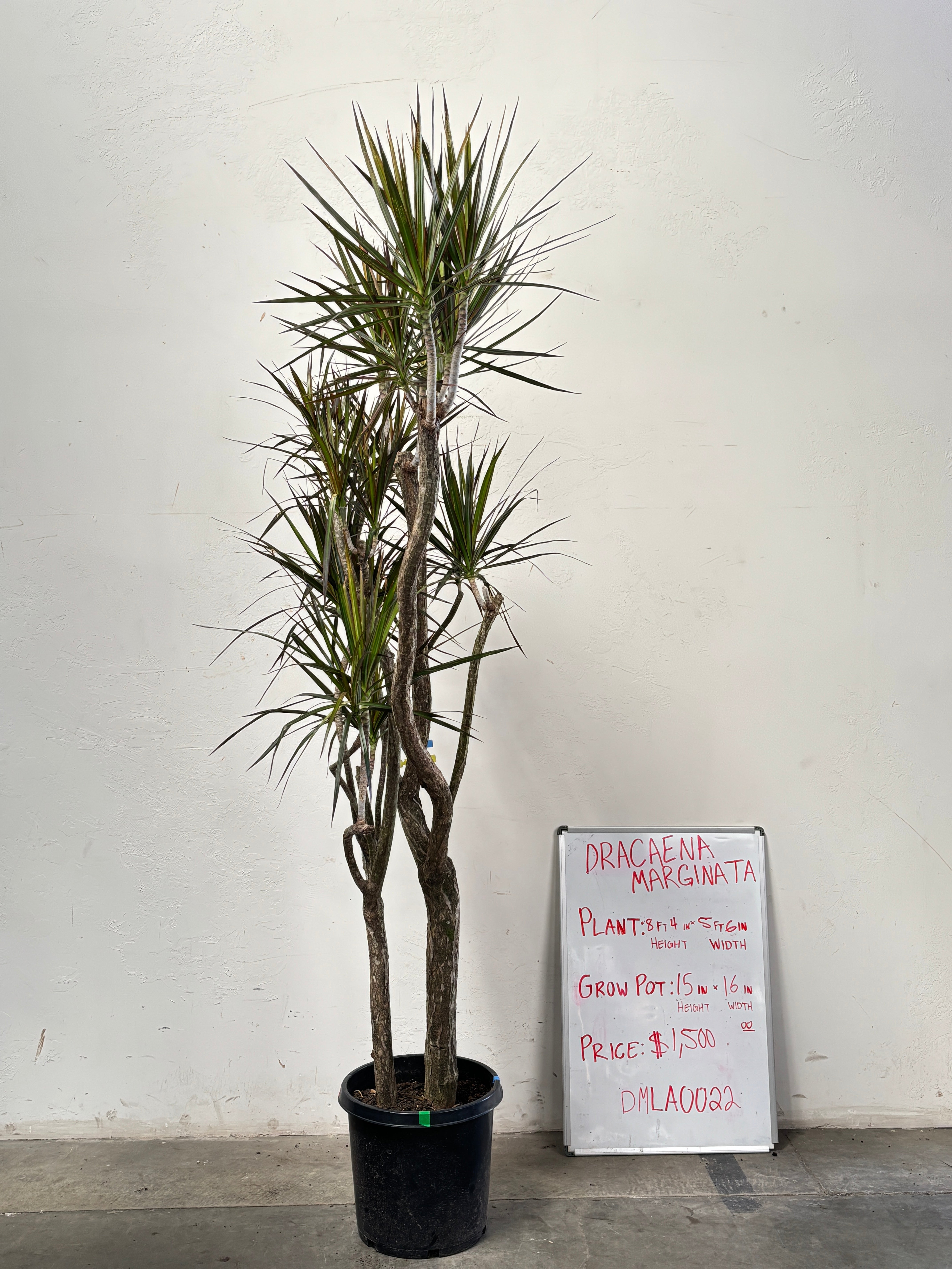 Dracaena Marginata DMLA0022