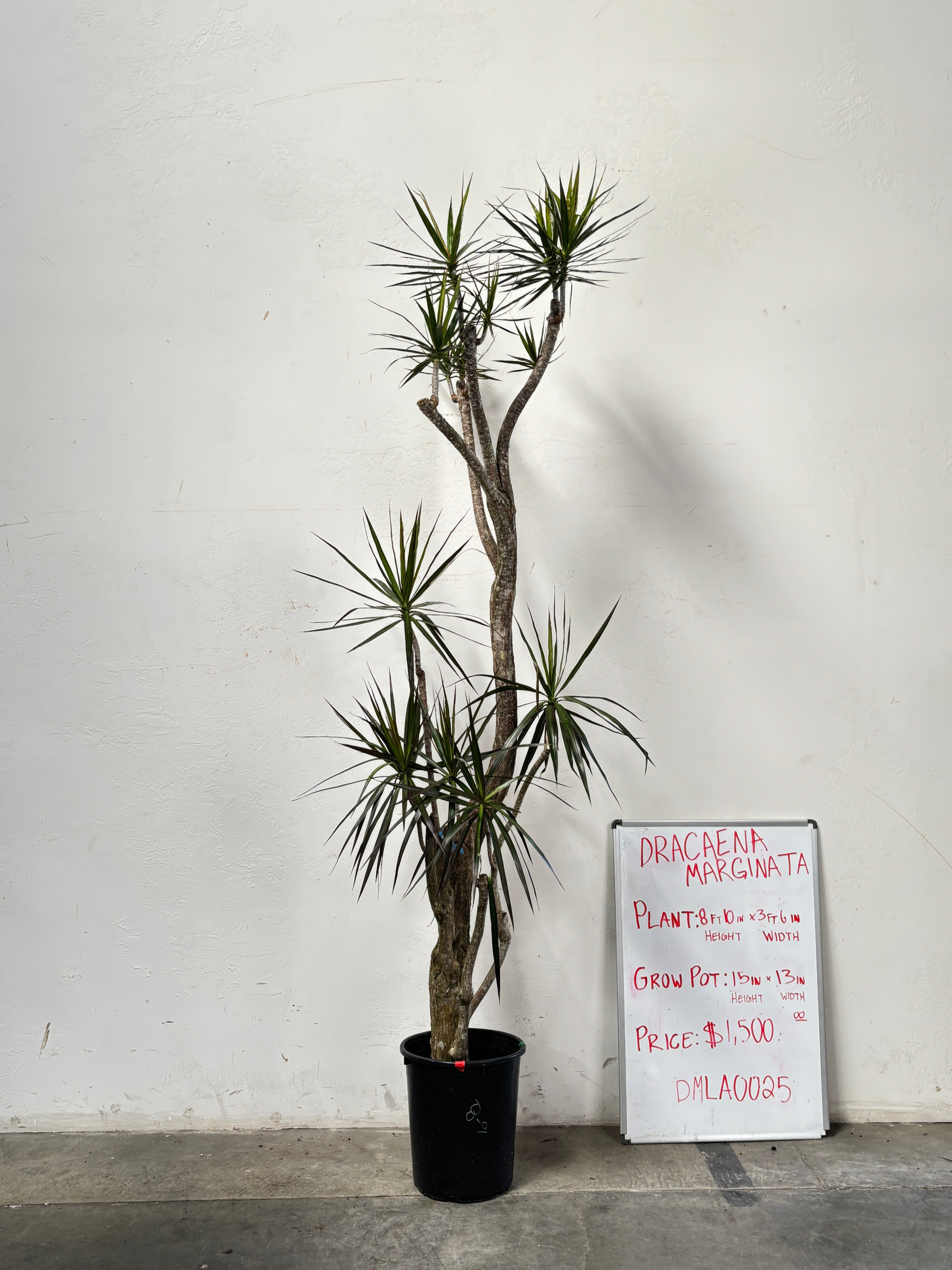 Dracaena Marginata DMLA0025