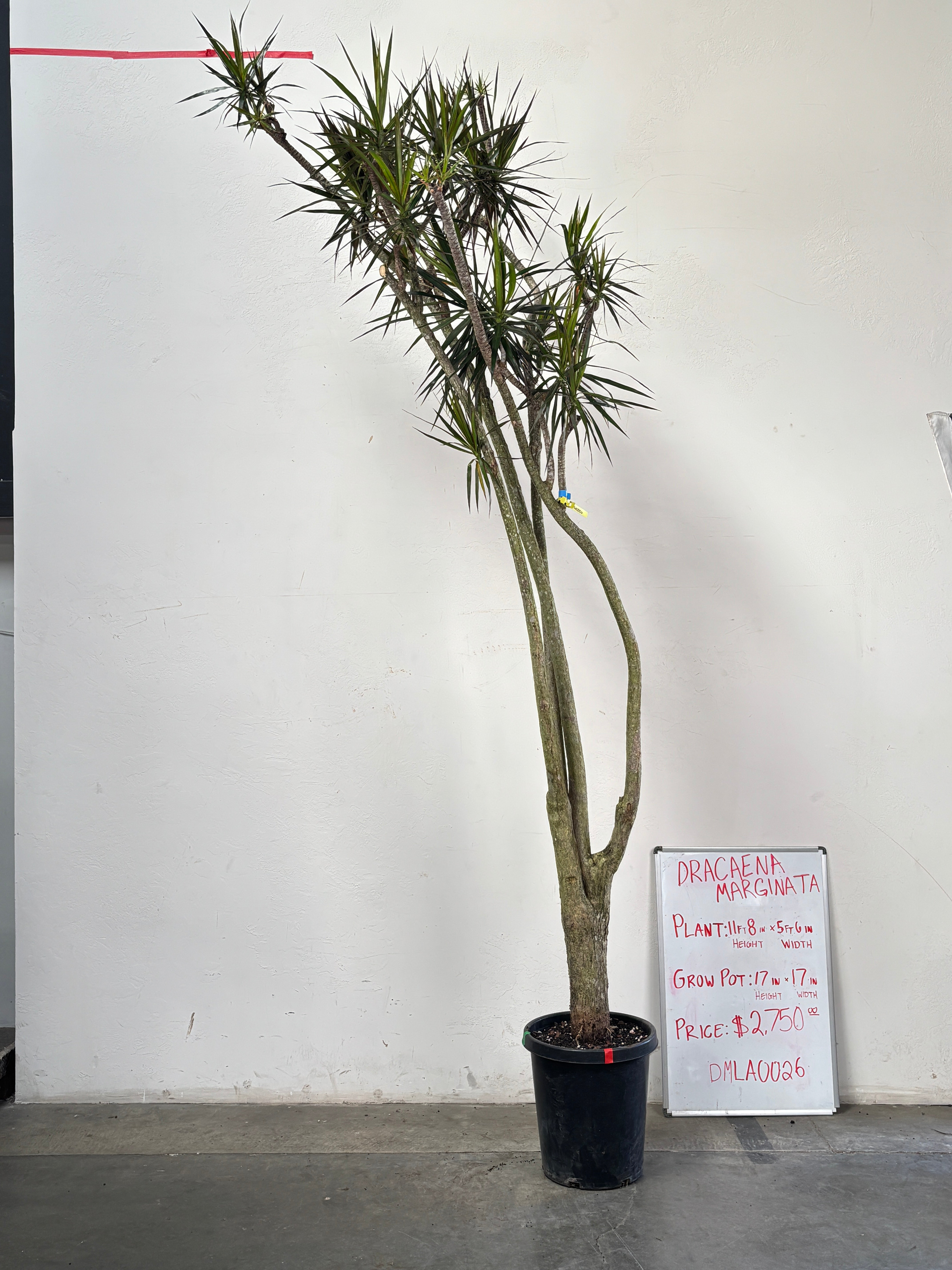Dracaena Marginata DMLA0026