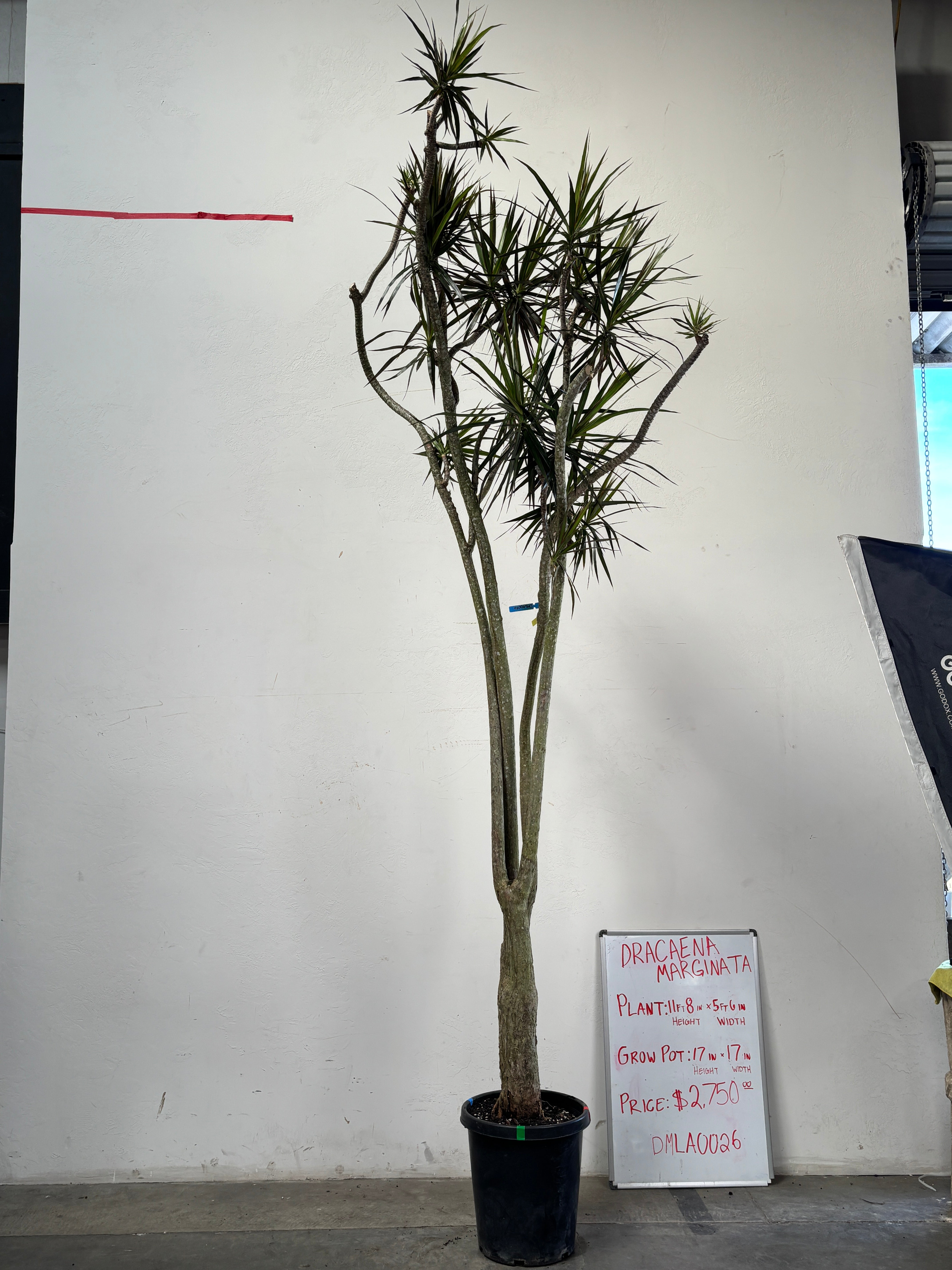 Dracaena Marginata DMLA0026