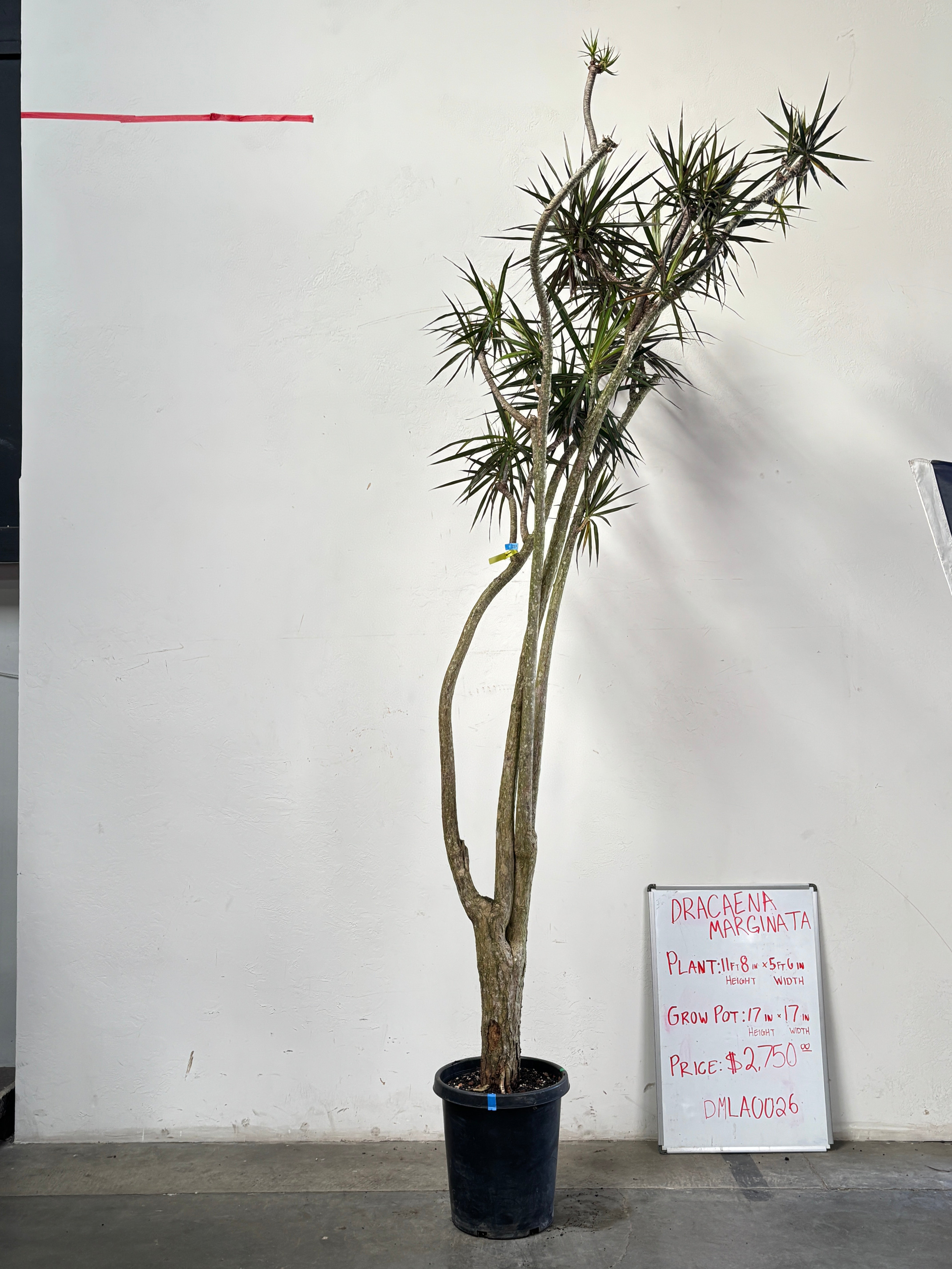 Dracaena Marginata DMLA0026