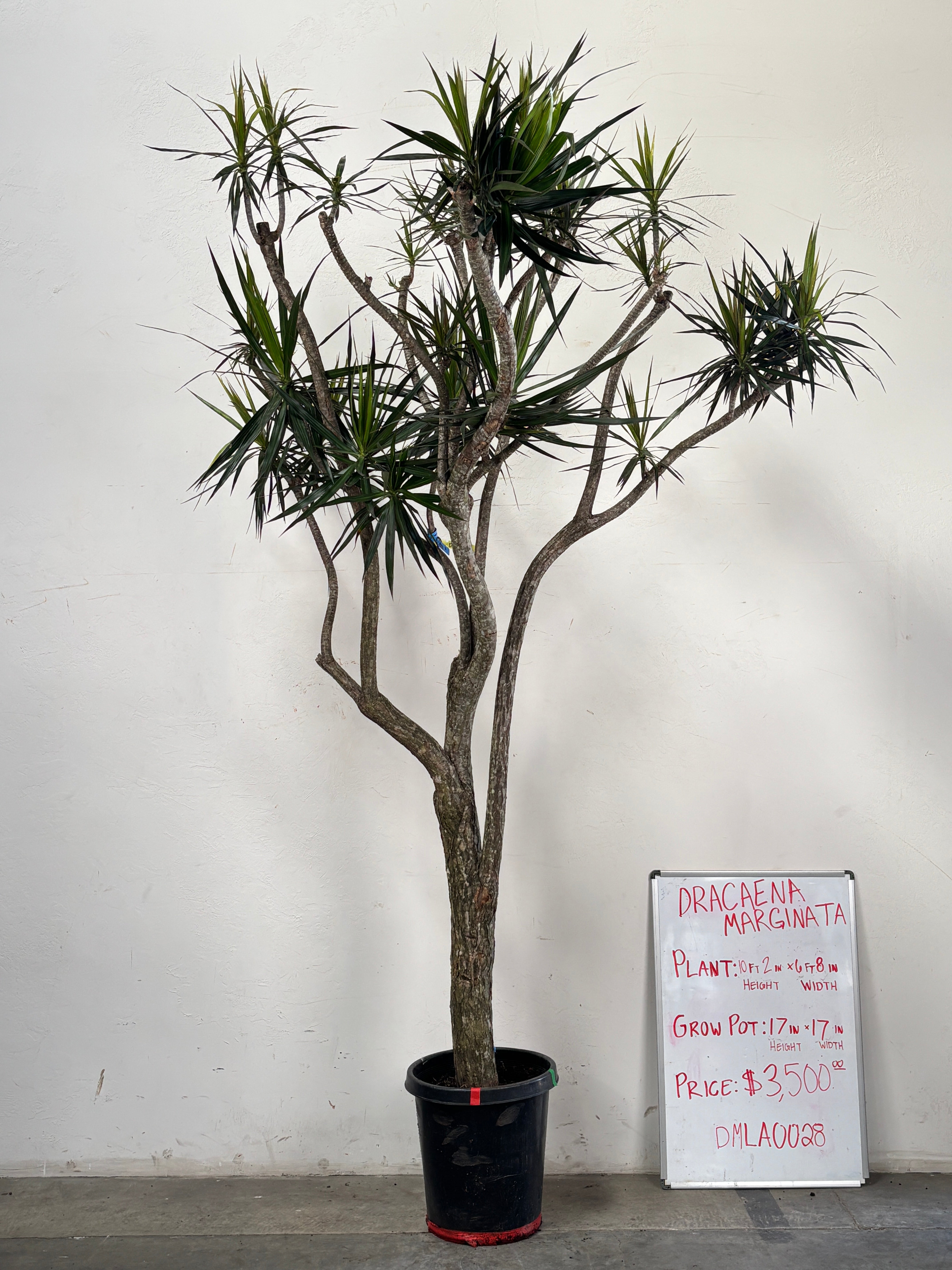 Dracaena Marginata DMLA0028