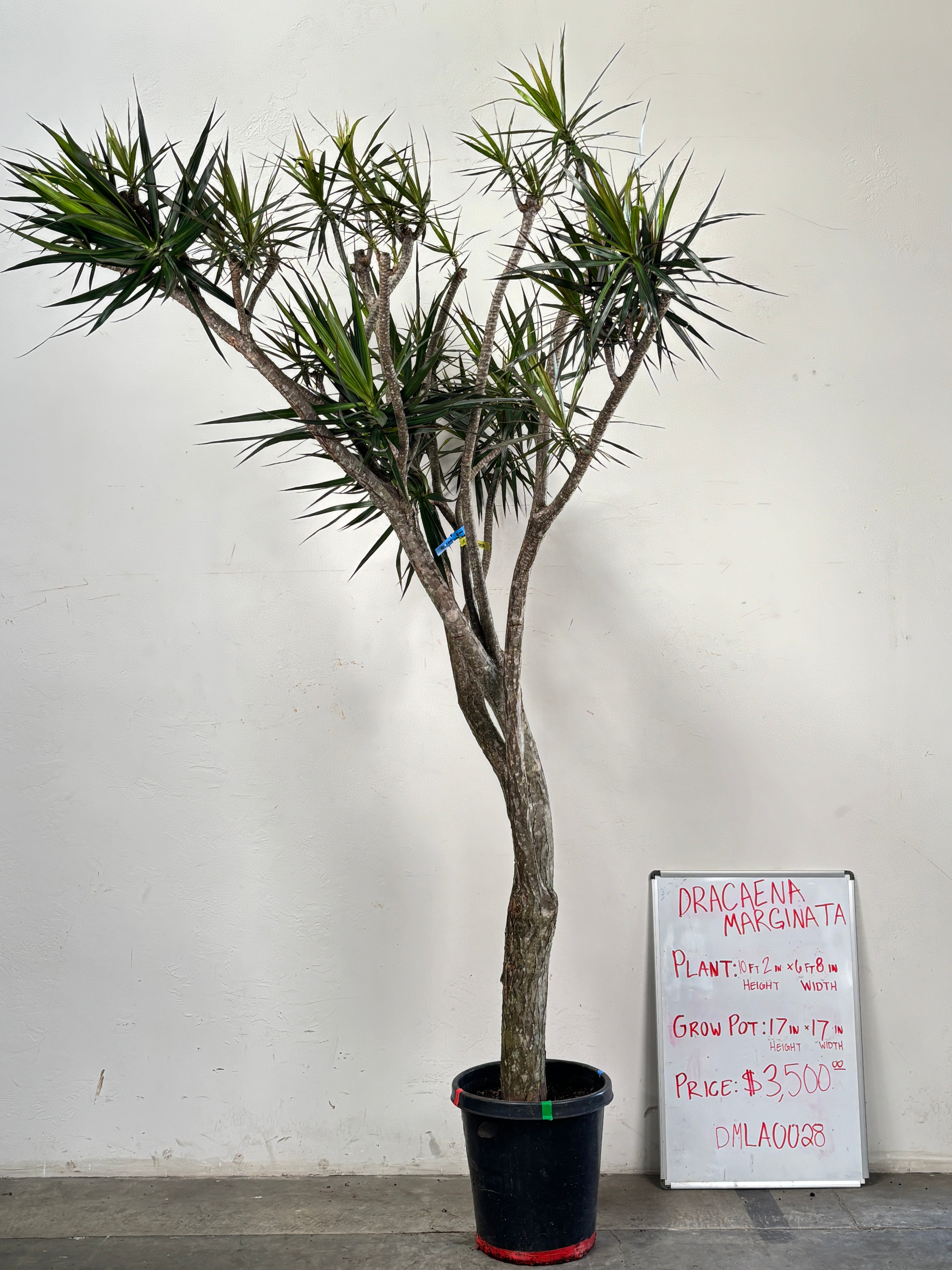 Dracaena Marginata DMLA0028