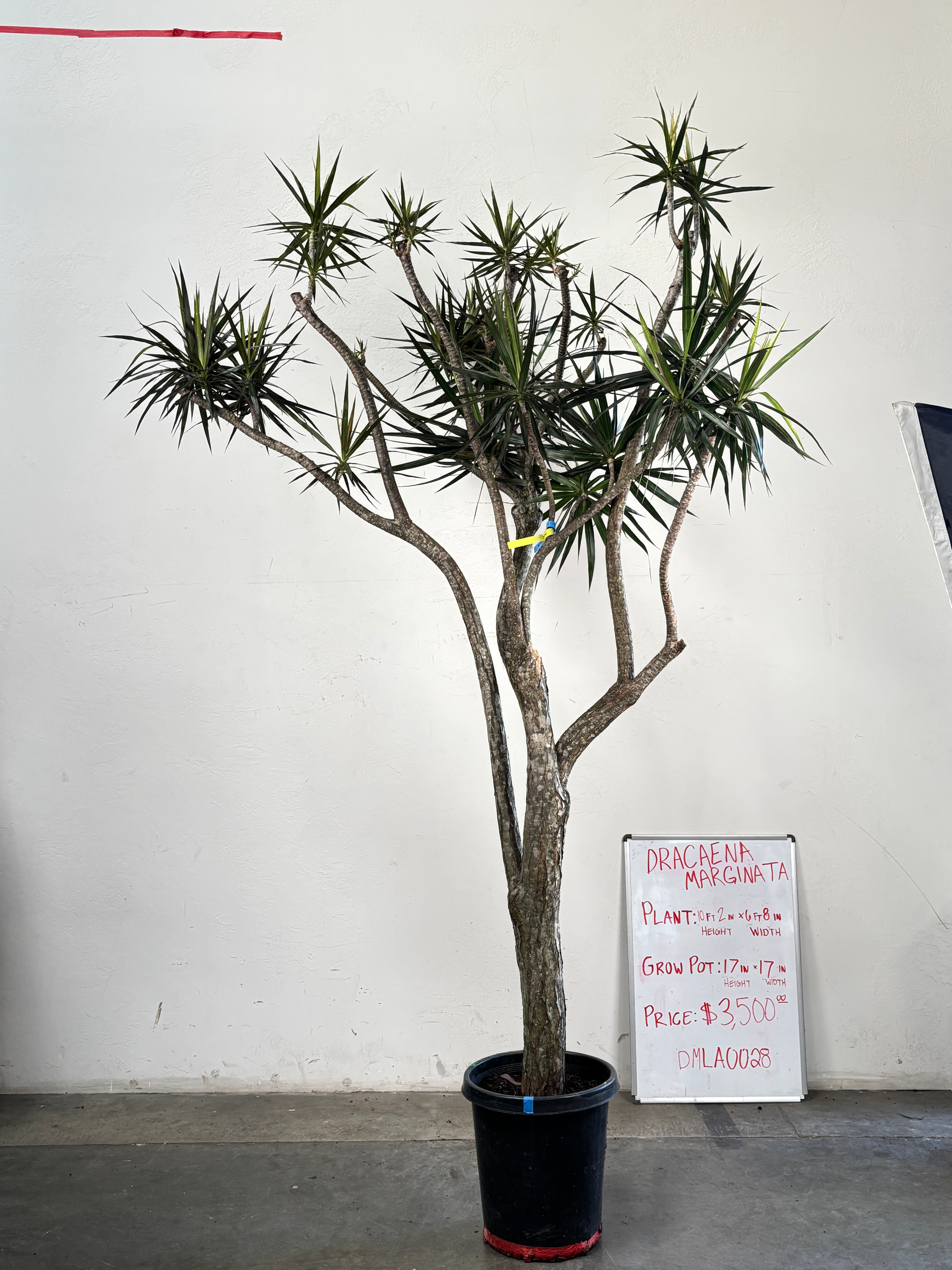 Dracaena Marginata DMLA0028