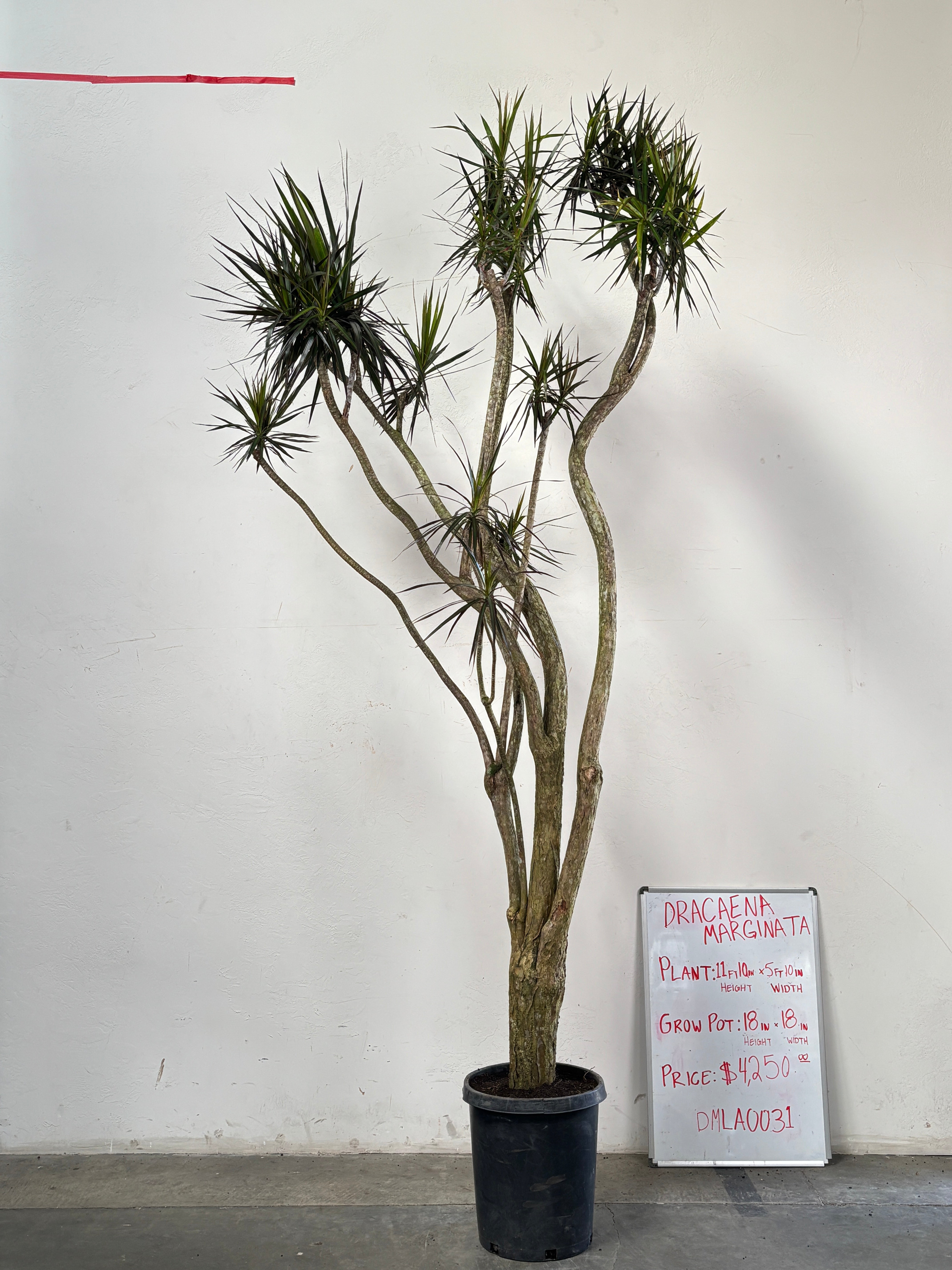 Dracaena Marginata DMLA0031
