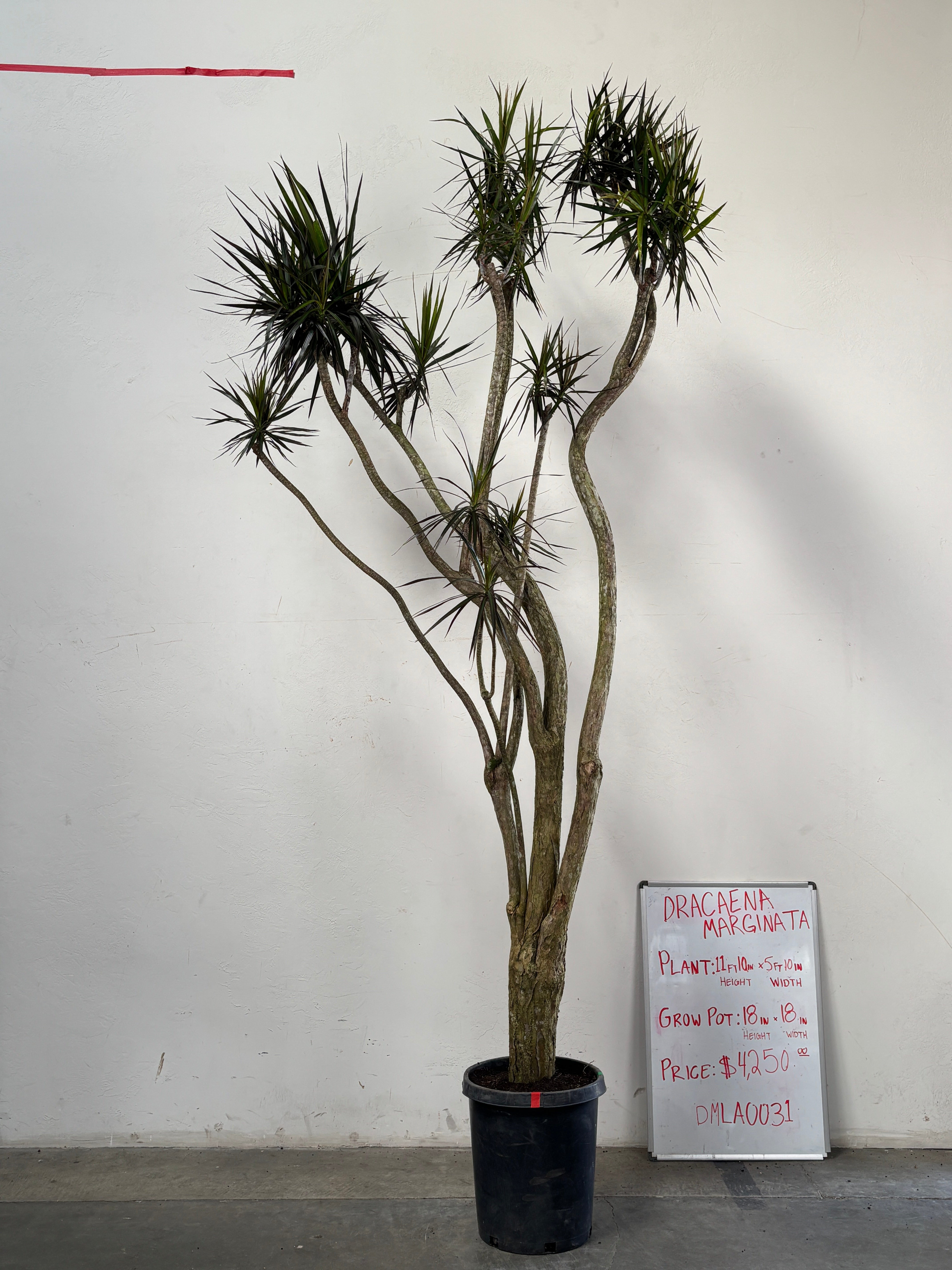 Dracaena Marginata DMLA0031