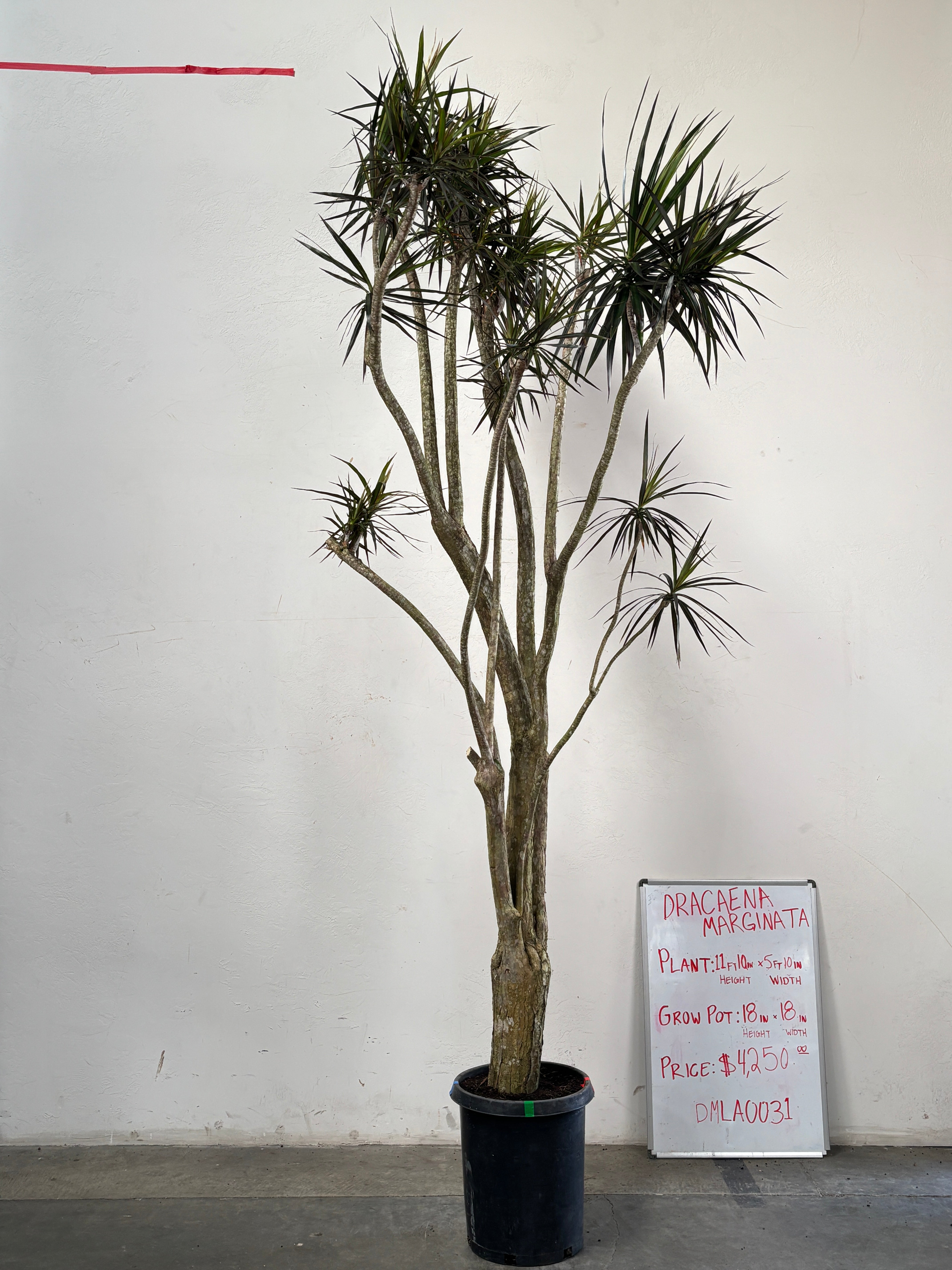 Dracaena Marginata DMLA0031