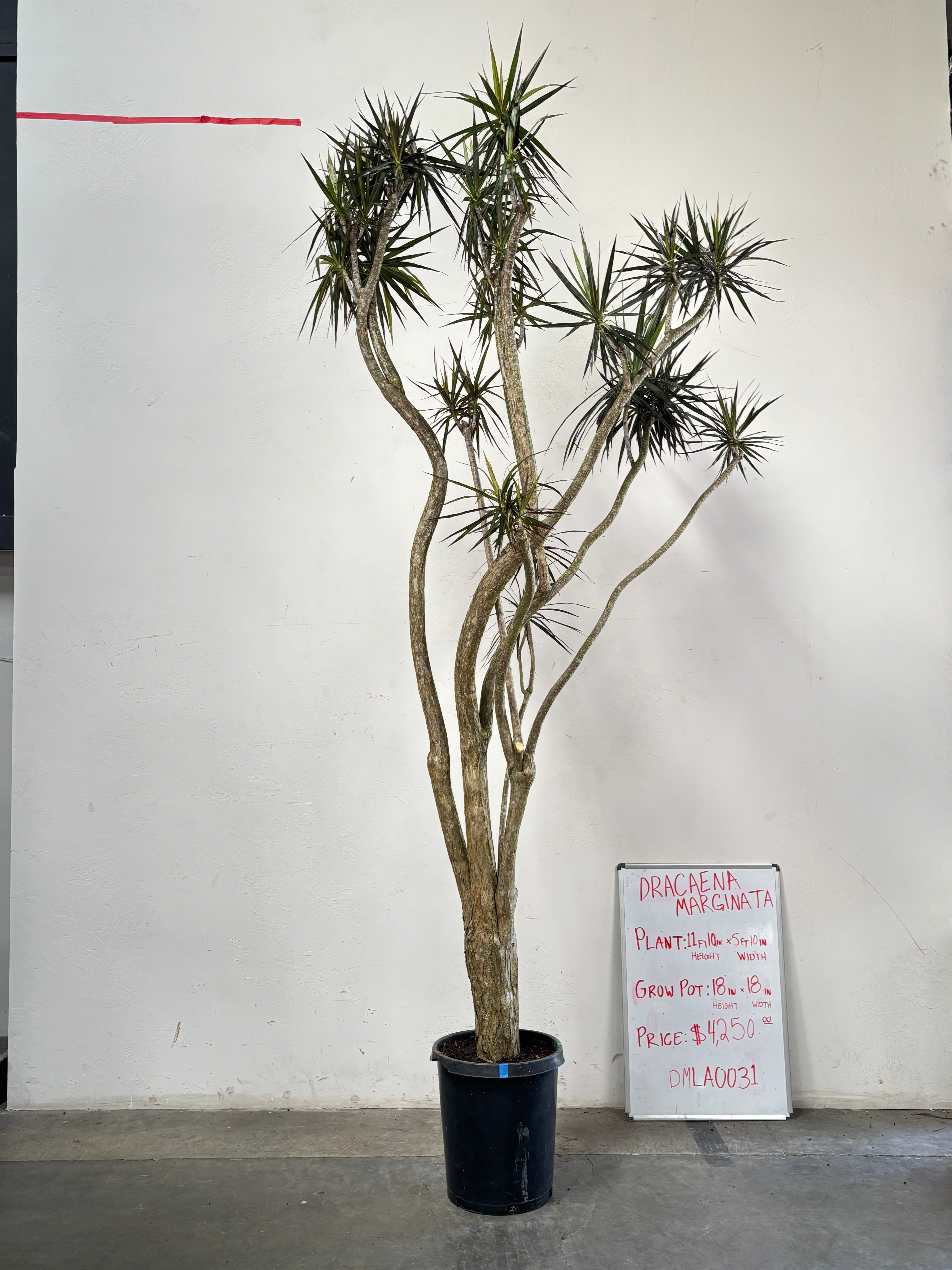 Dracaena Marginata DMLA0031