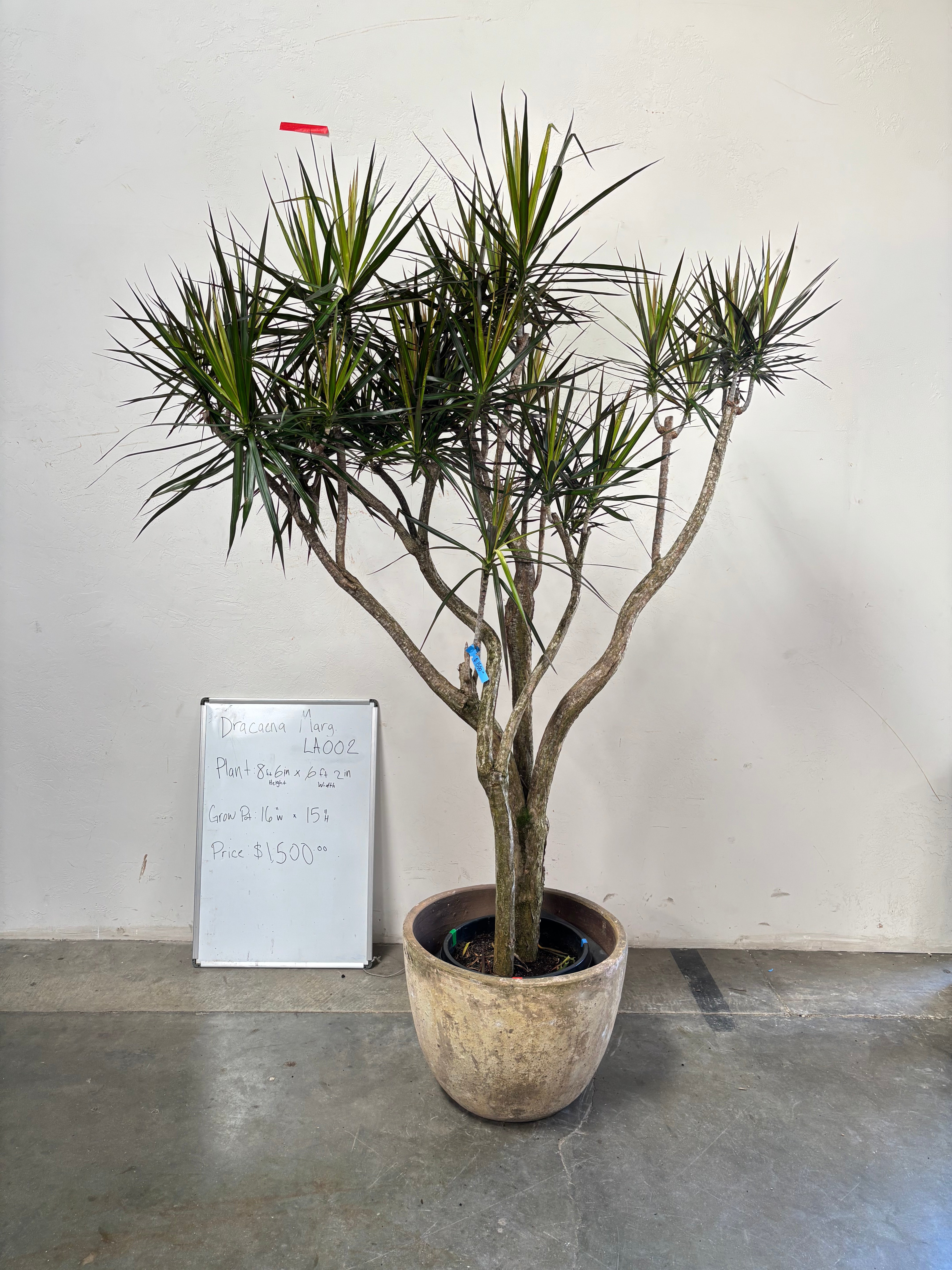 Dracaena Marginata LA002
