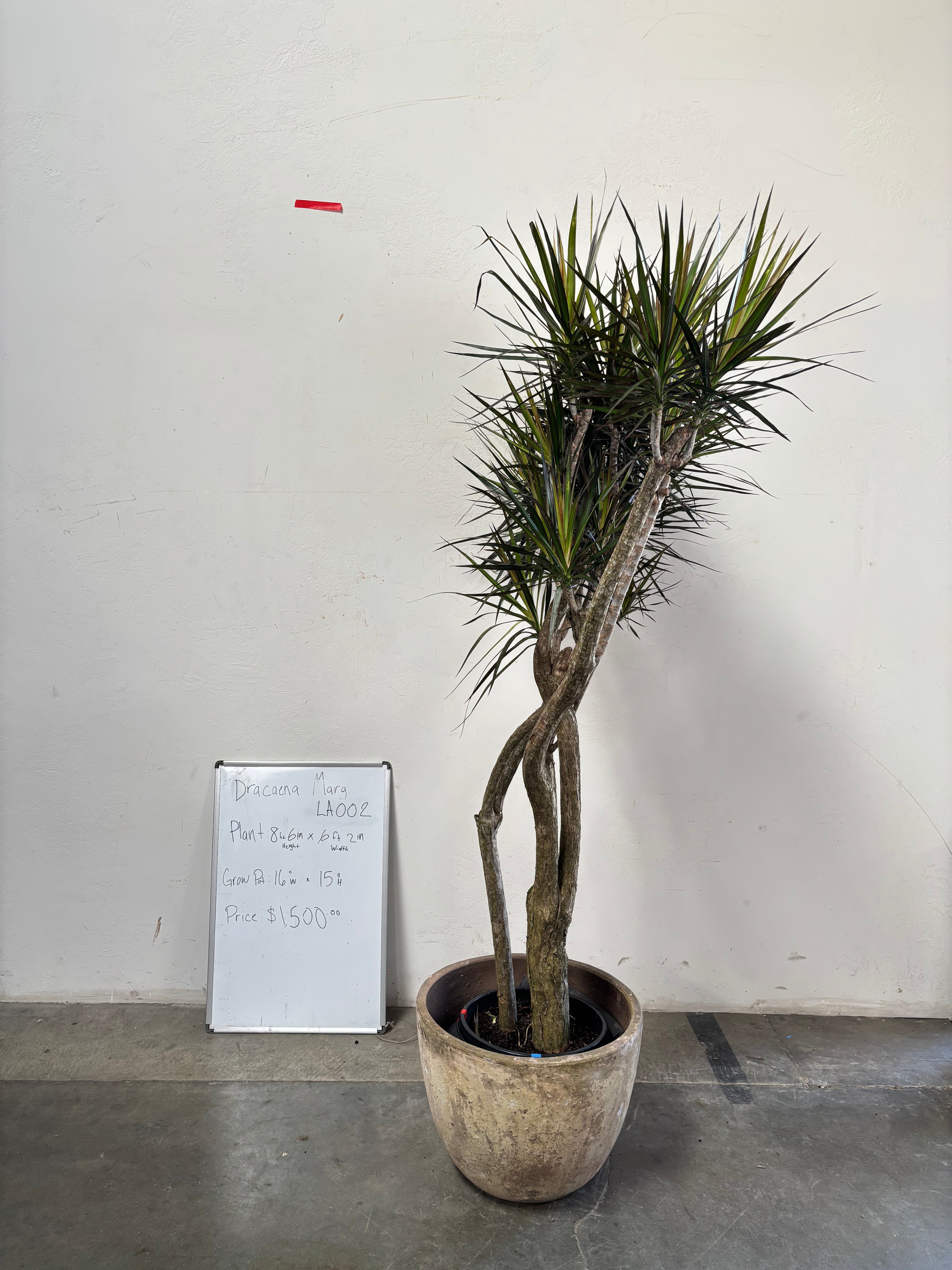 Dracaena Marginata LA002