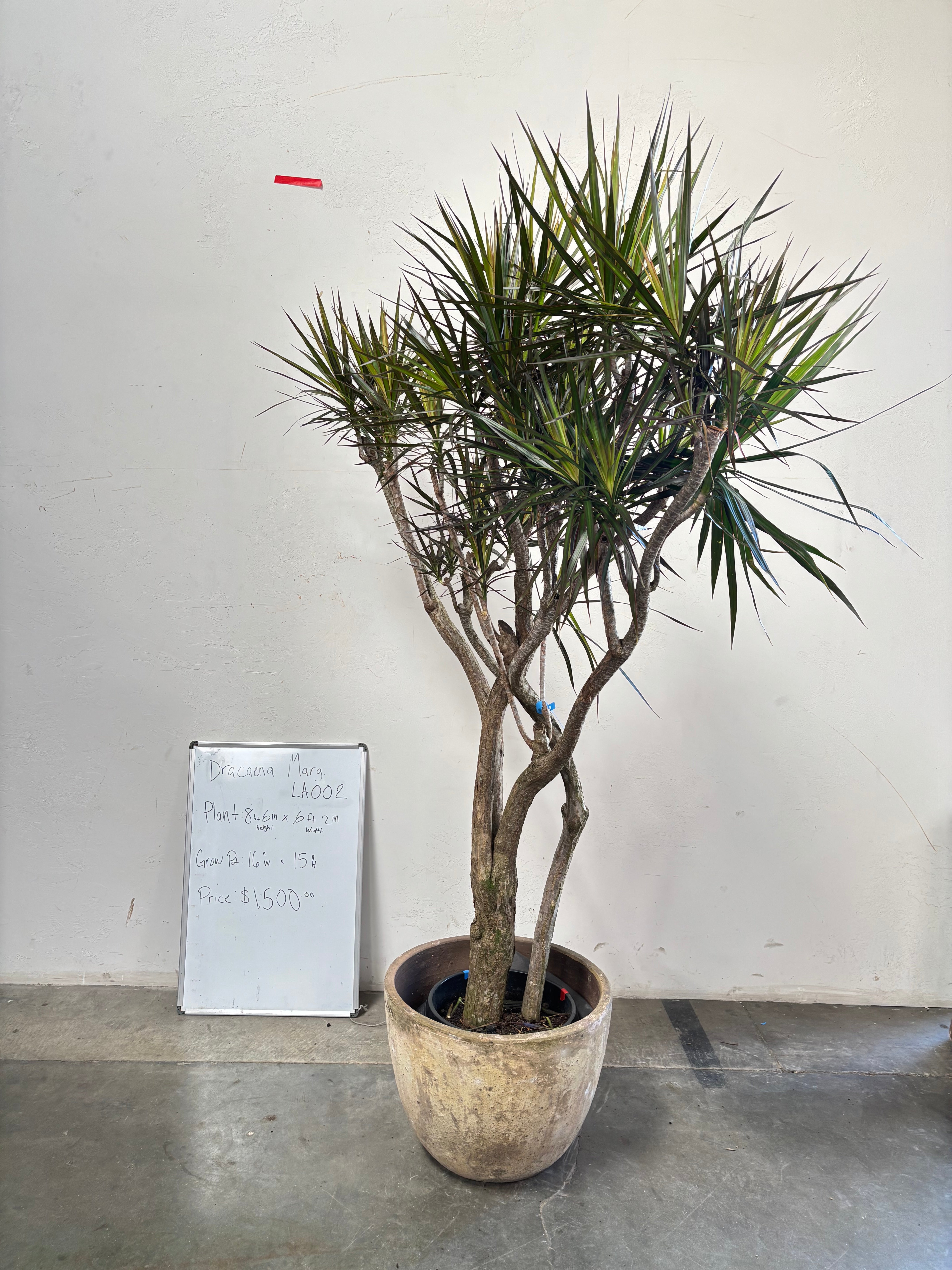 Dracaena Marginata LA002