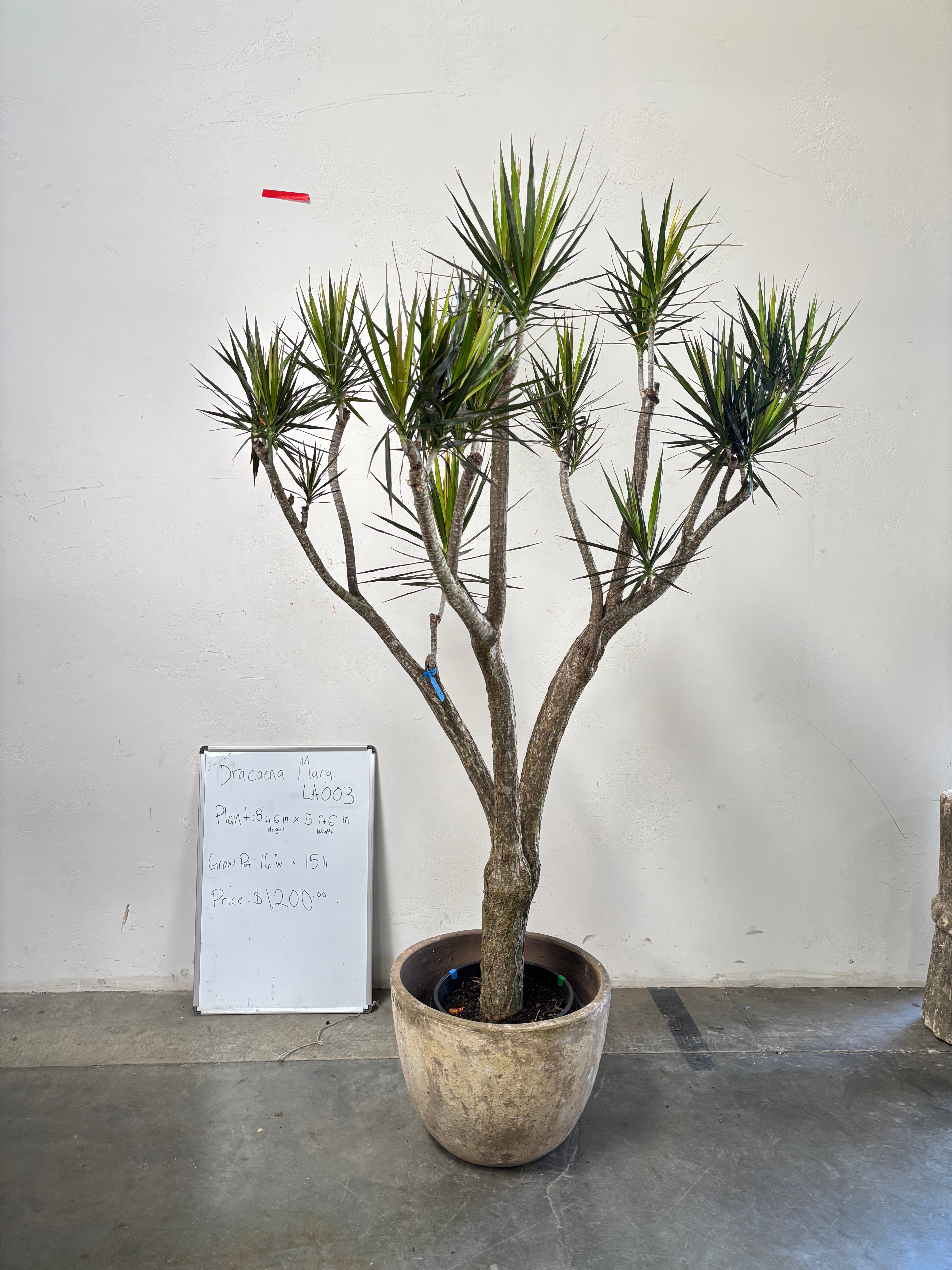 Dracaena Marginata LA003