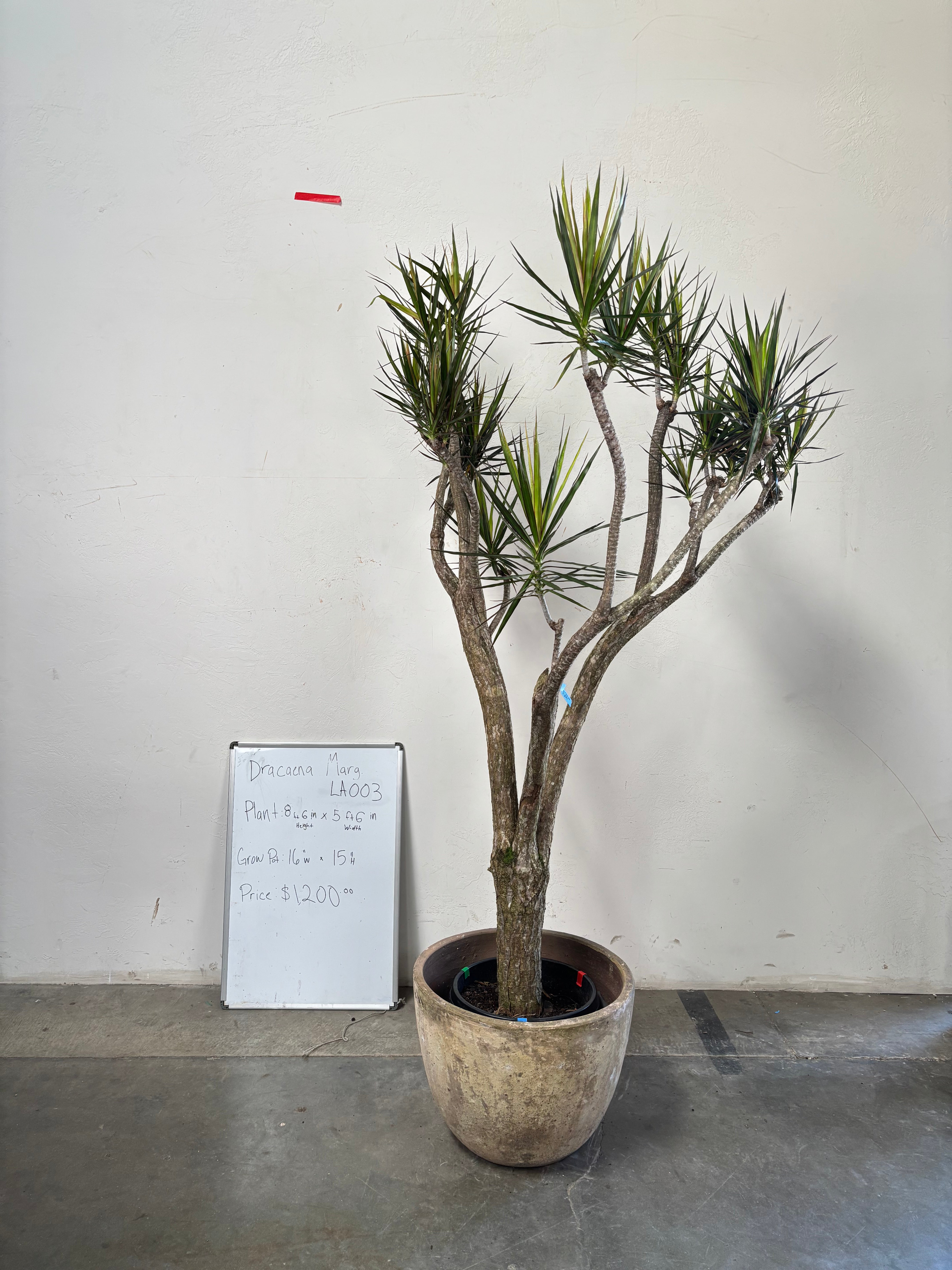 Dracaena Marginata LA003
