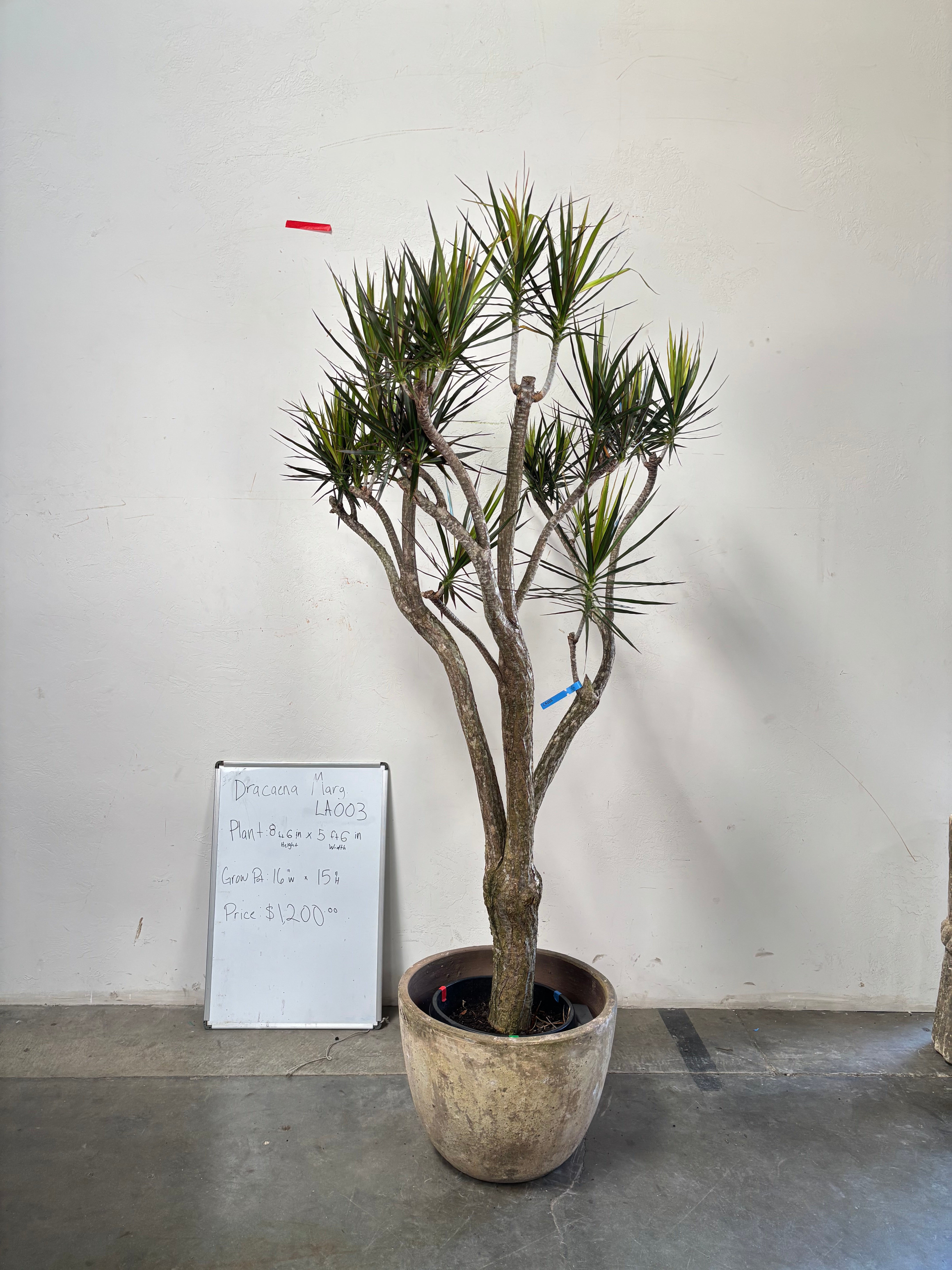Dracaena Marginata LA003