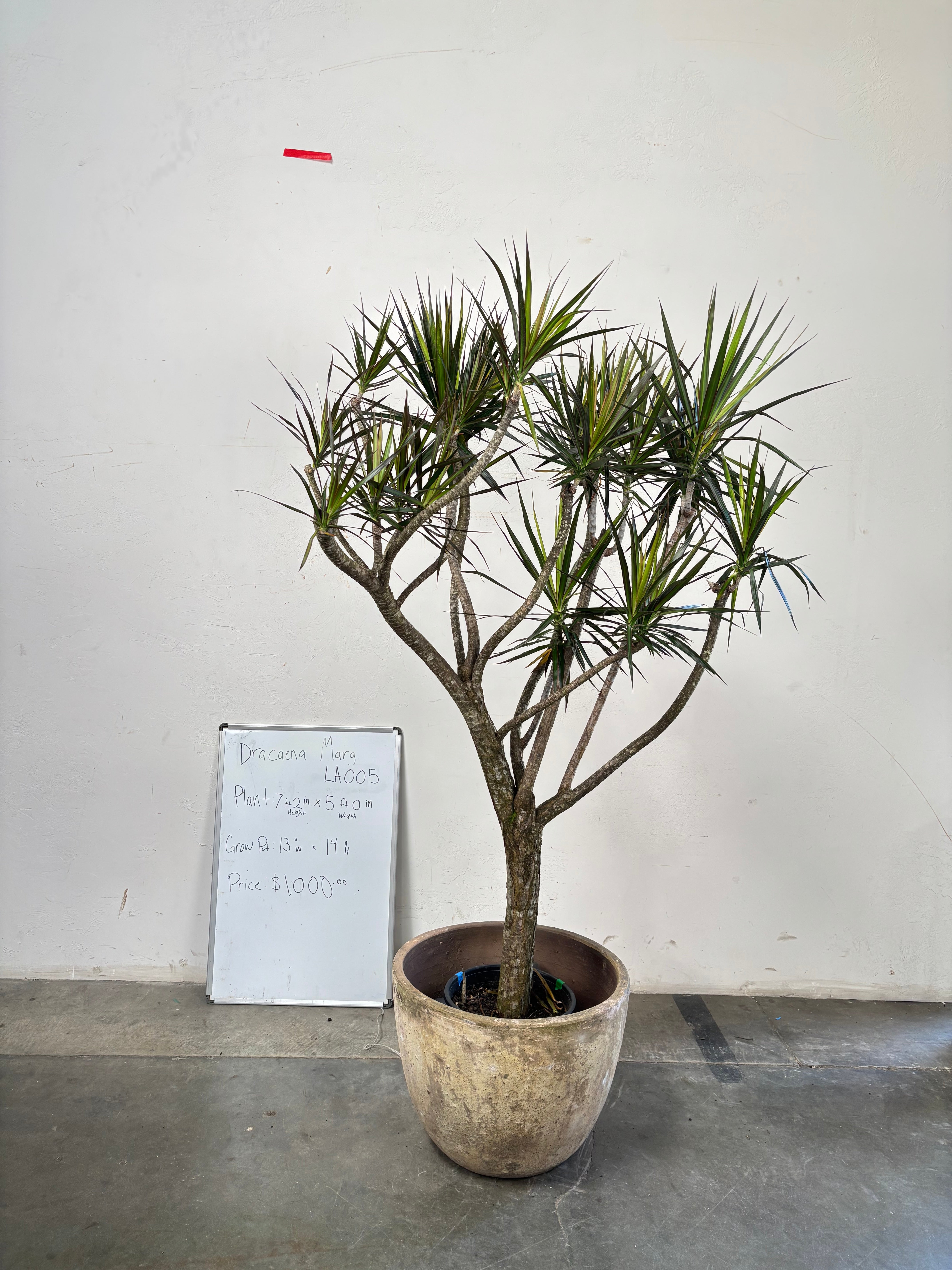 Dracaena Marginata LA005