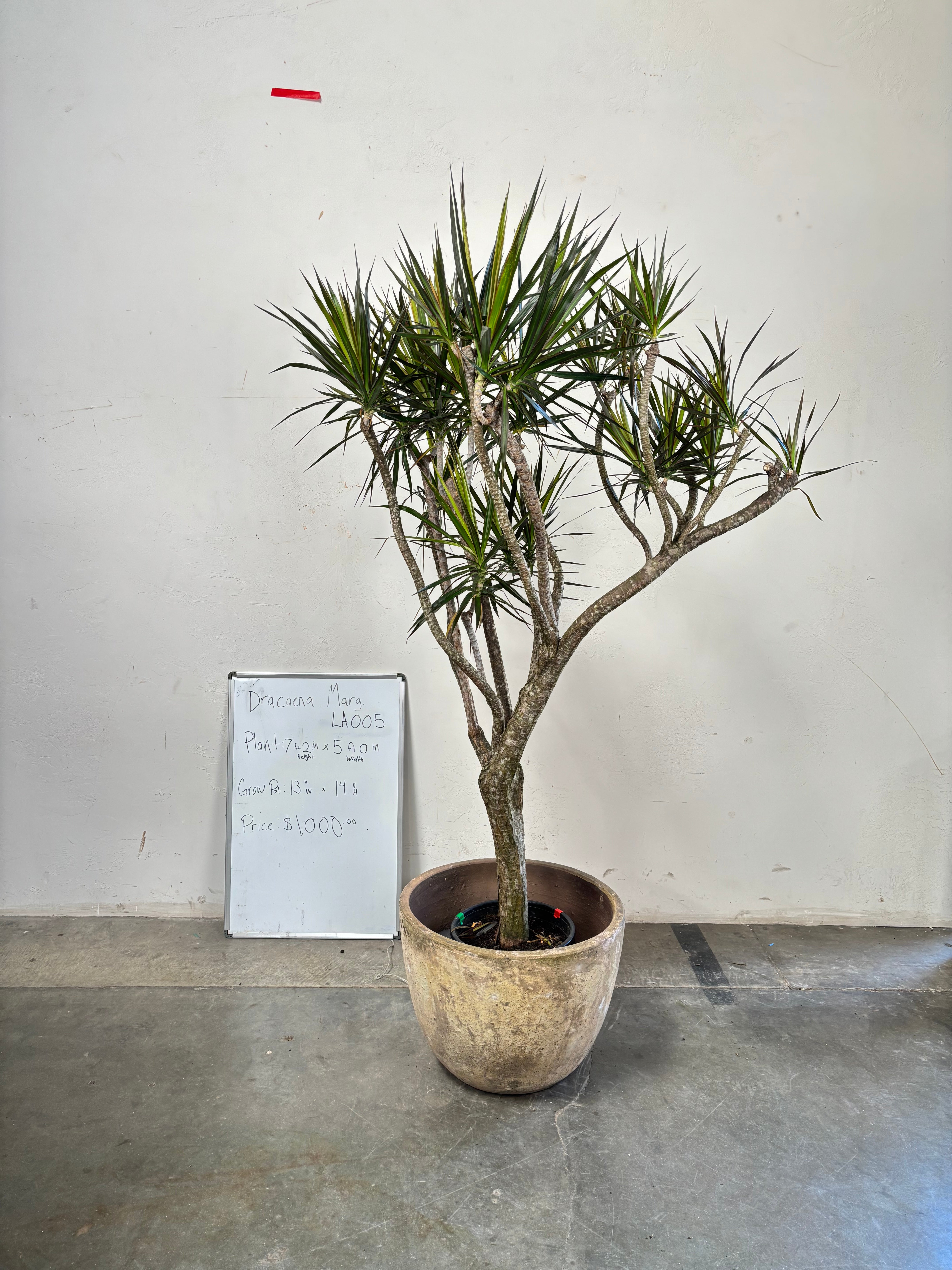 Dracaena Marginata LA005