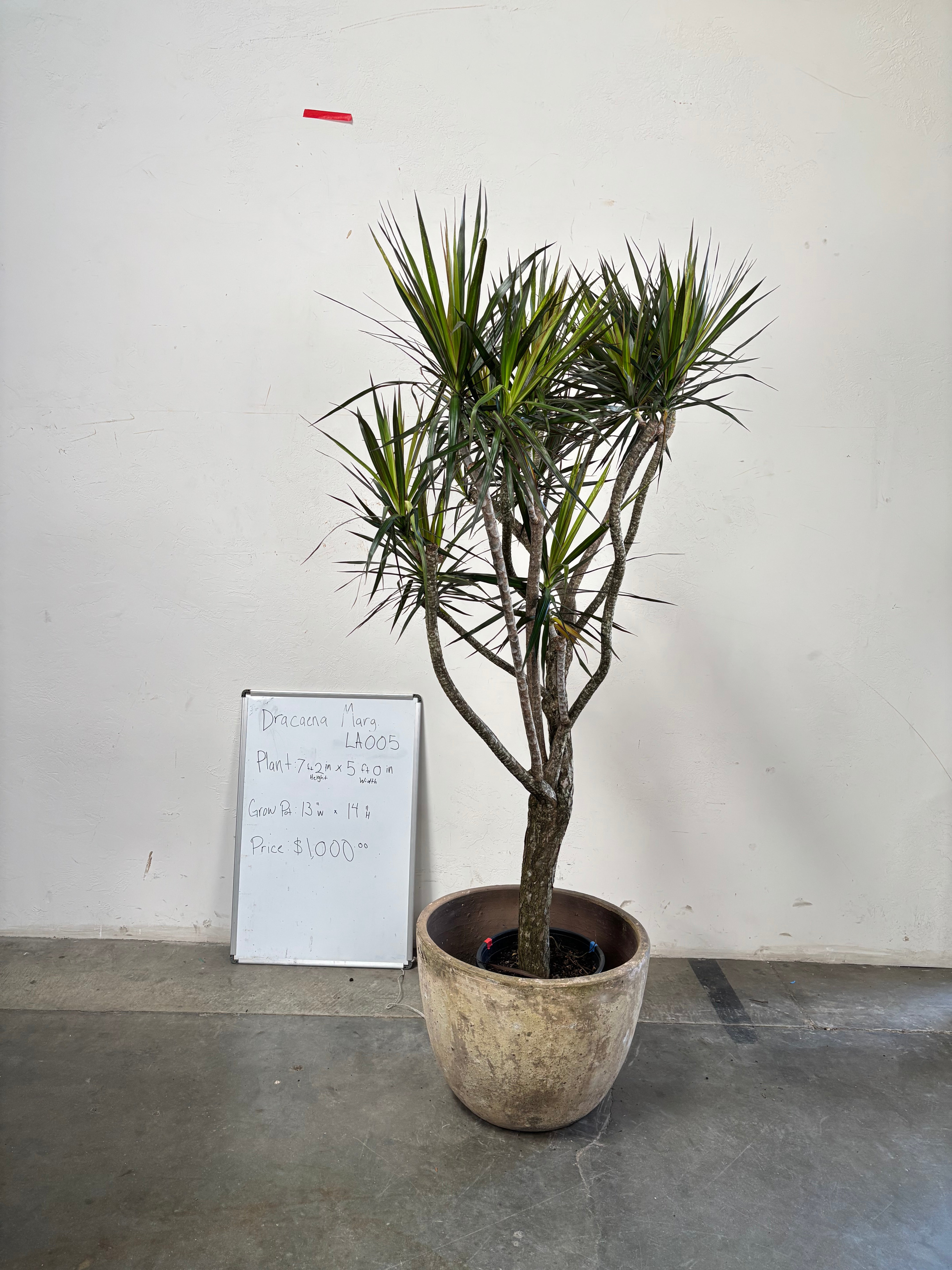 Dracaena Marginata LA005