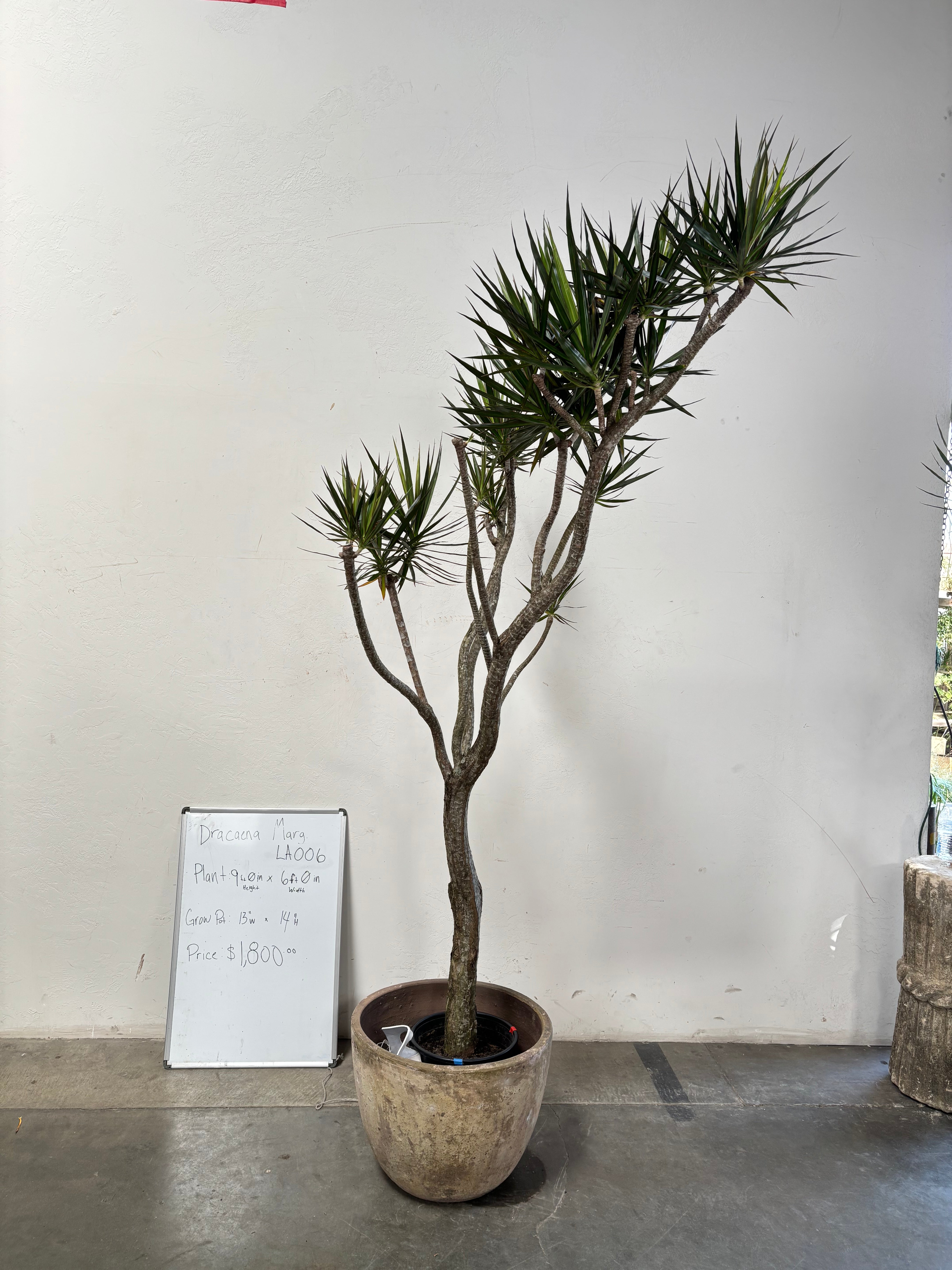 Dracaena Marginata LA006