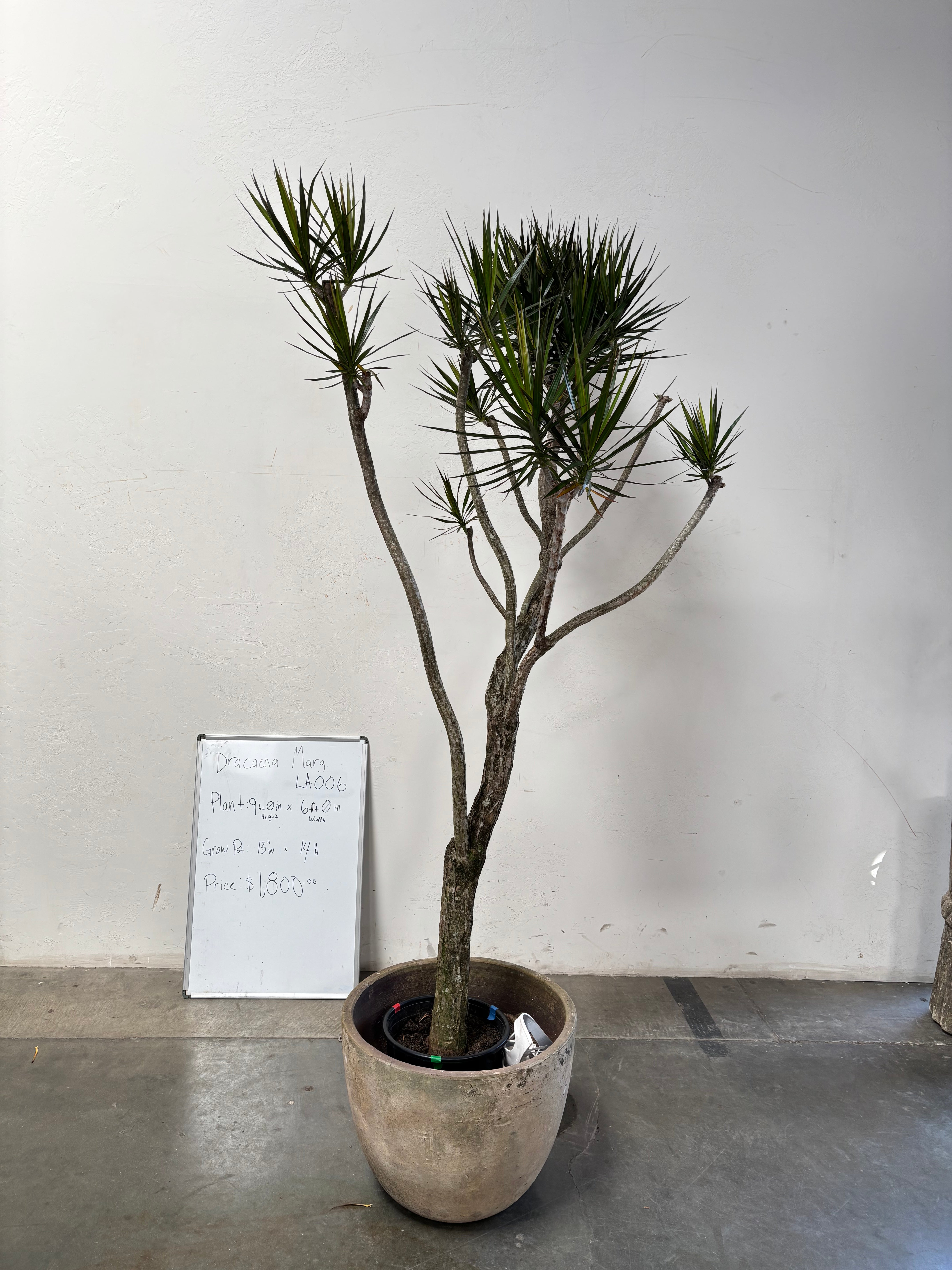 Dracaena Marginata LA006
