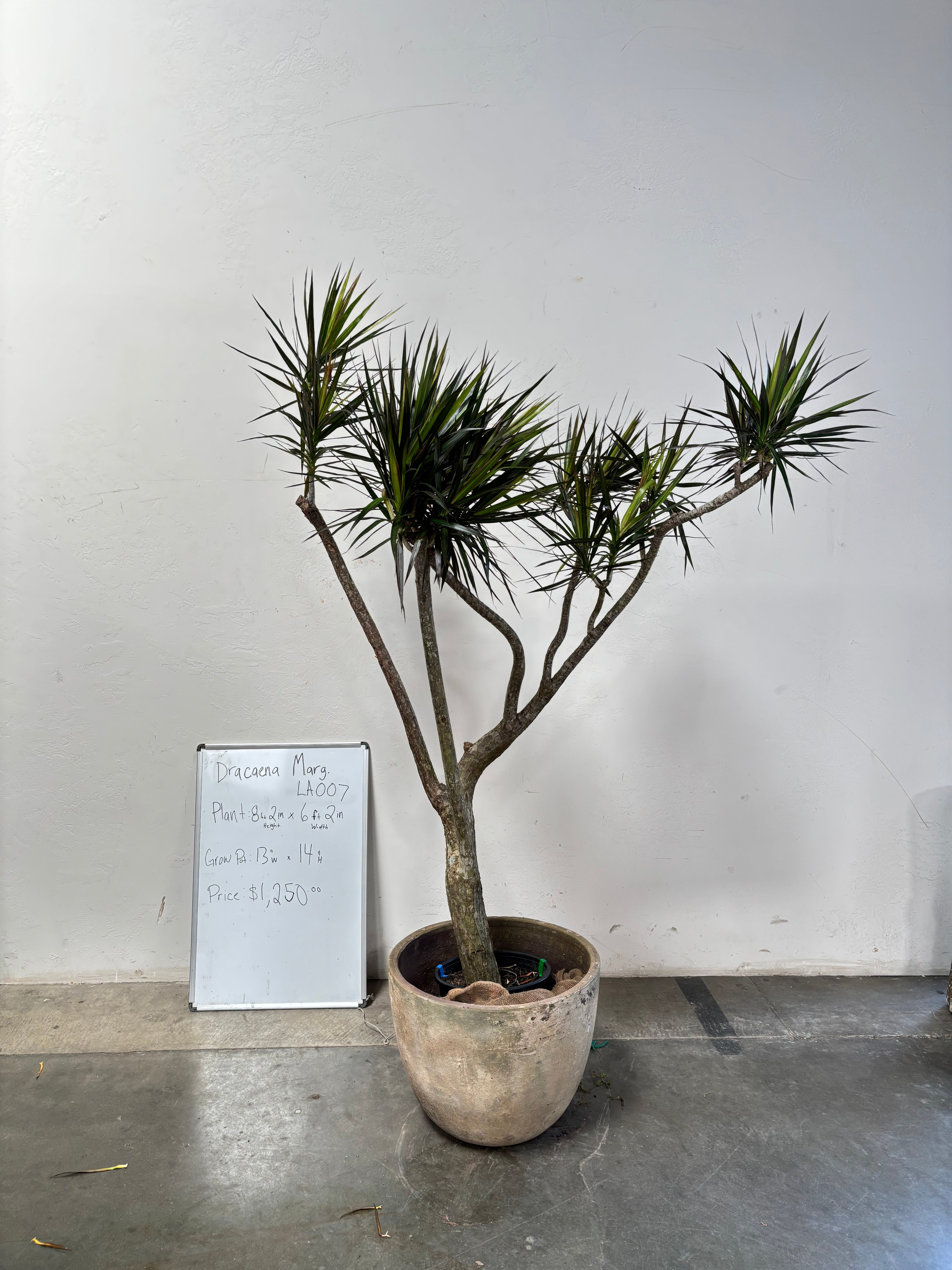 Dracaena Marginata LA007