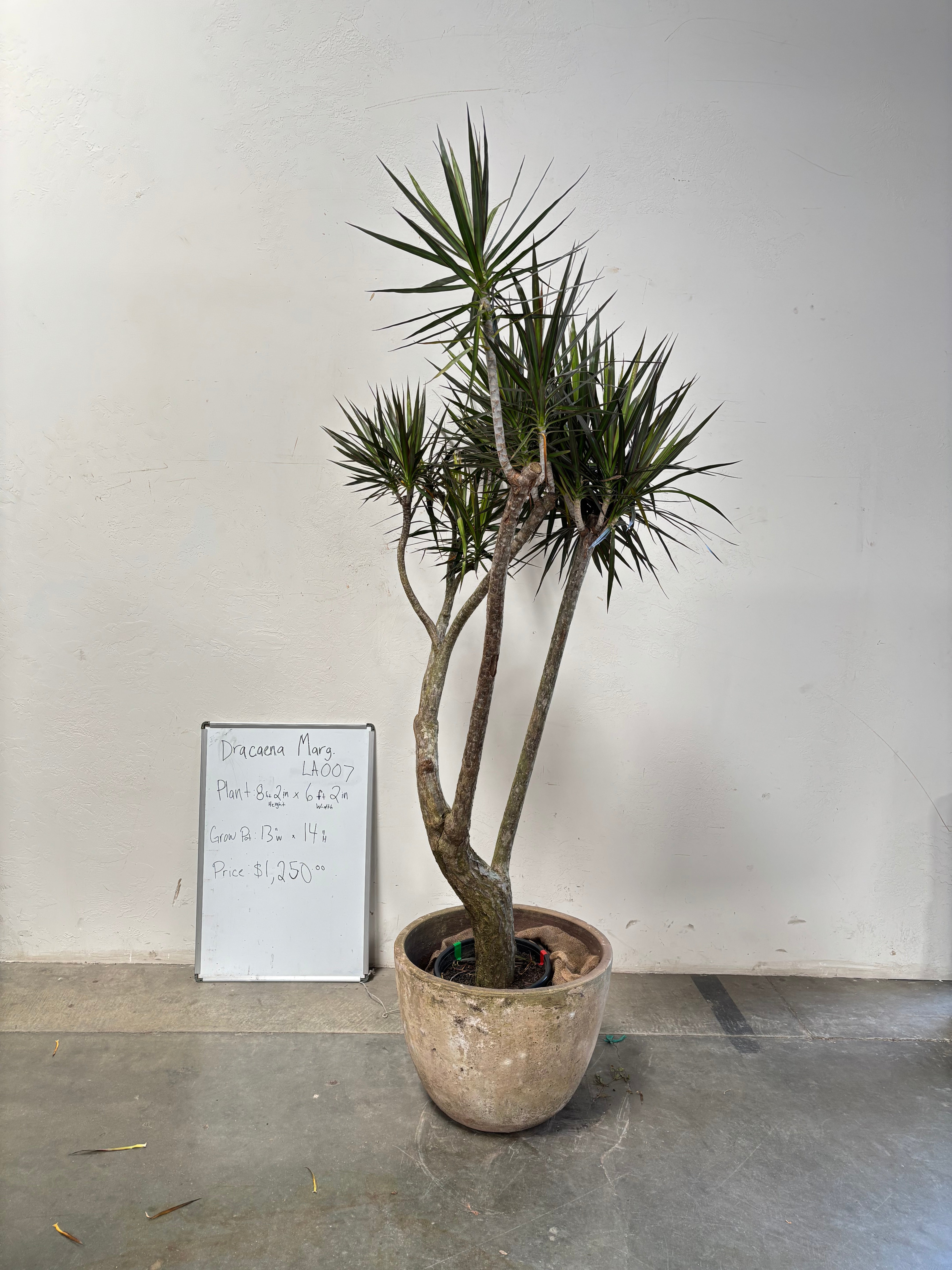 Dracaena Marginata LA007