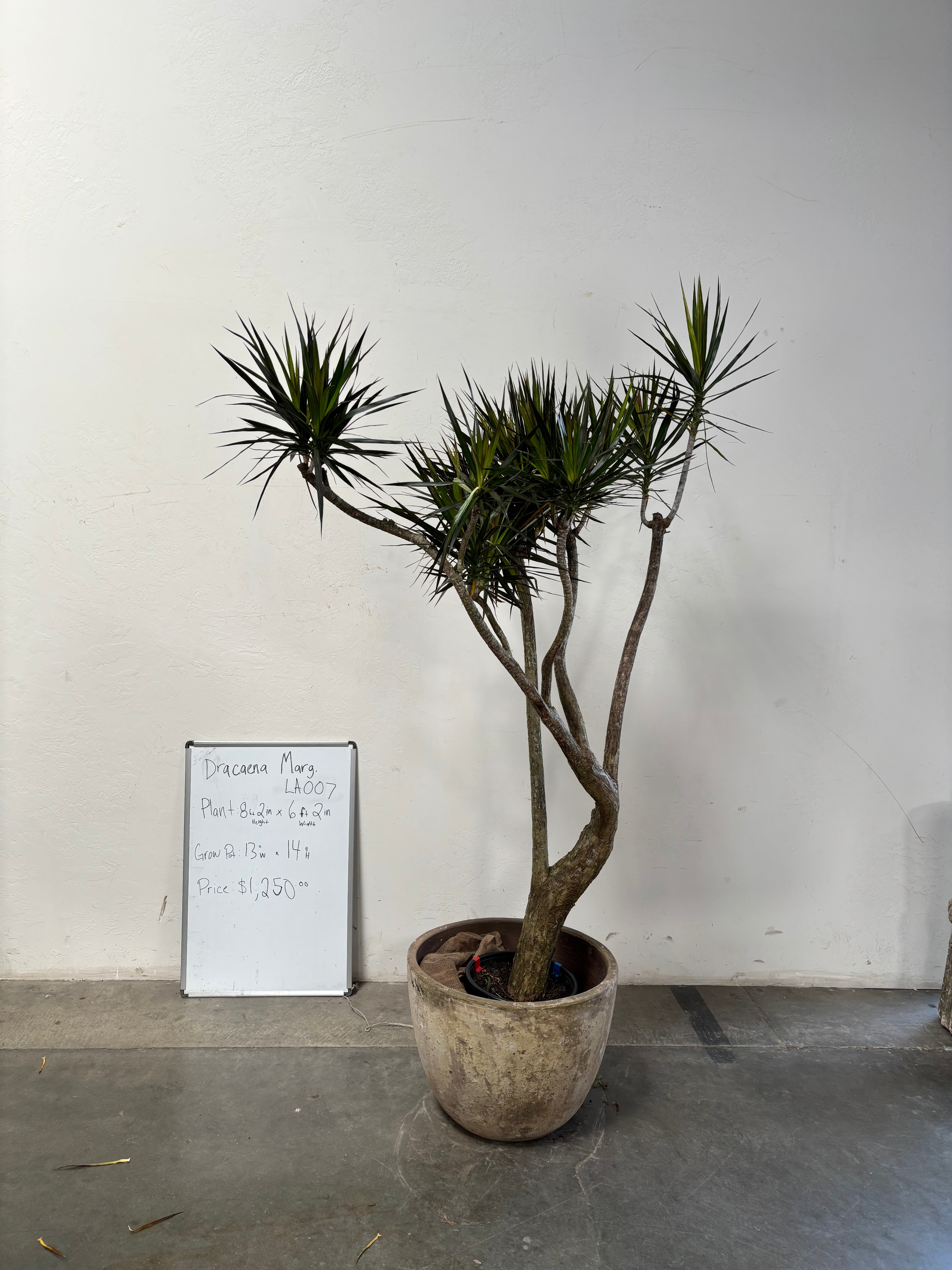 Dracaena Marginata LA007