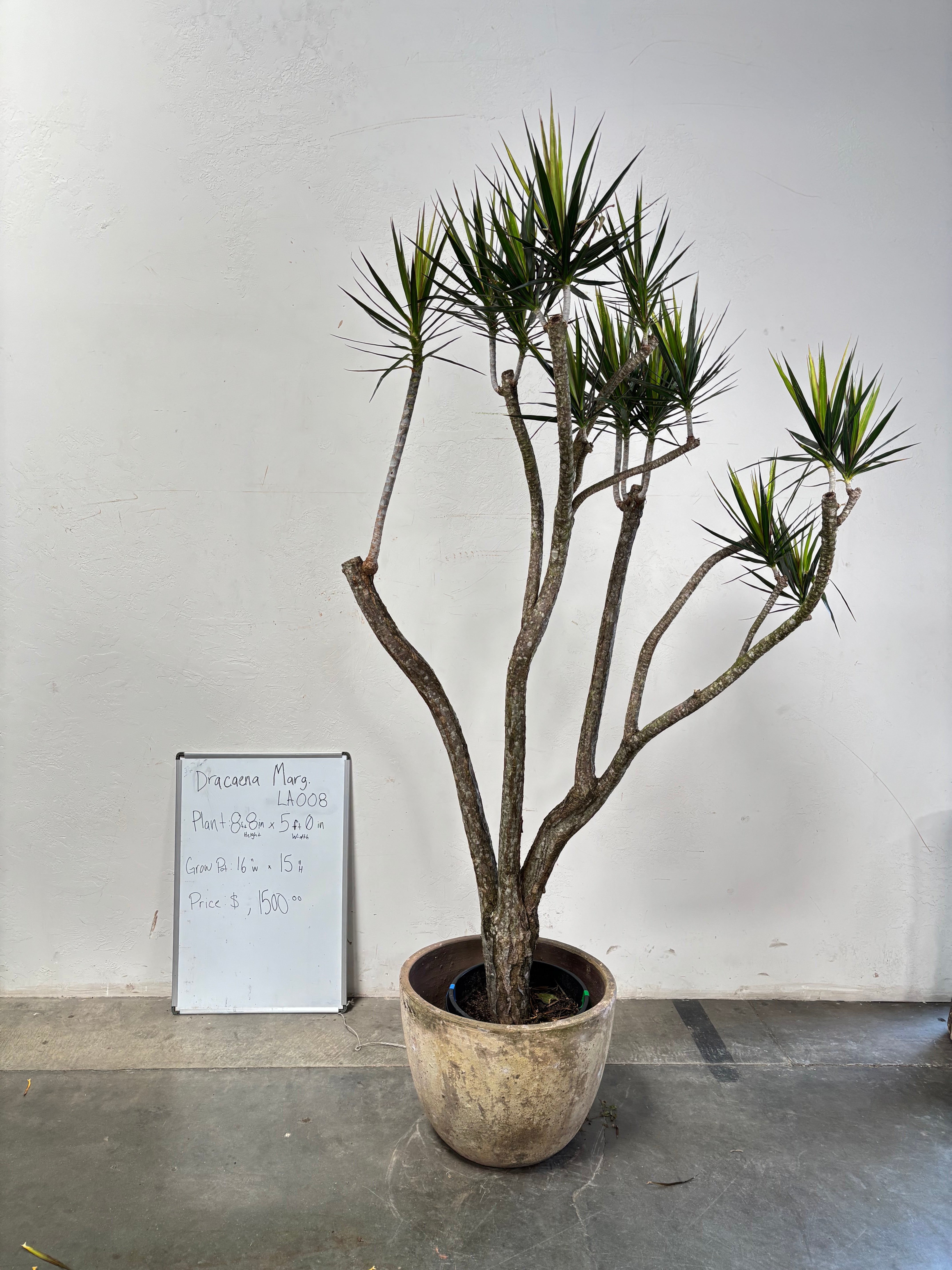 Dracaena Marginata LA008