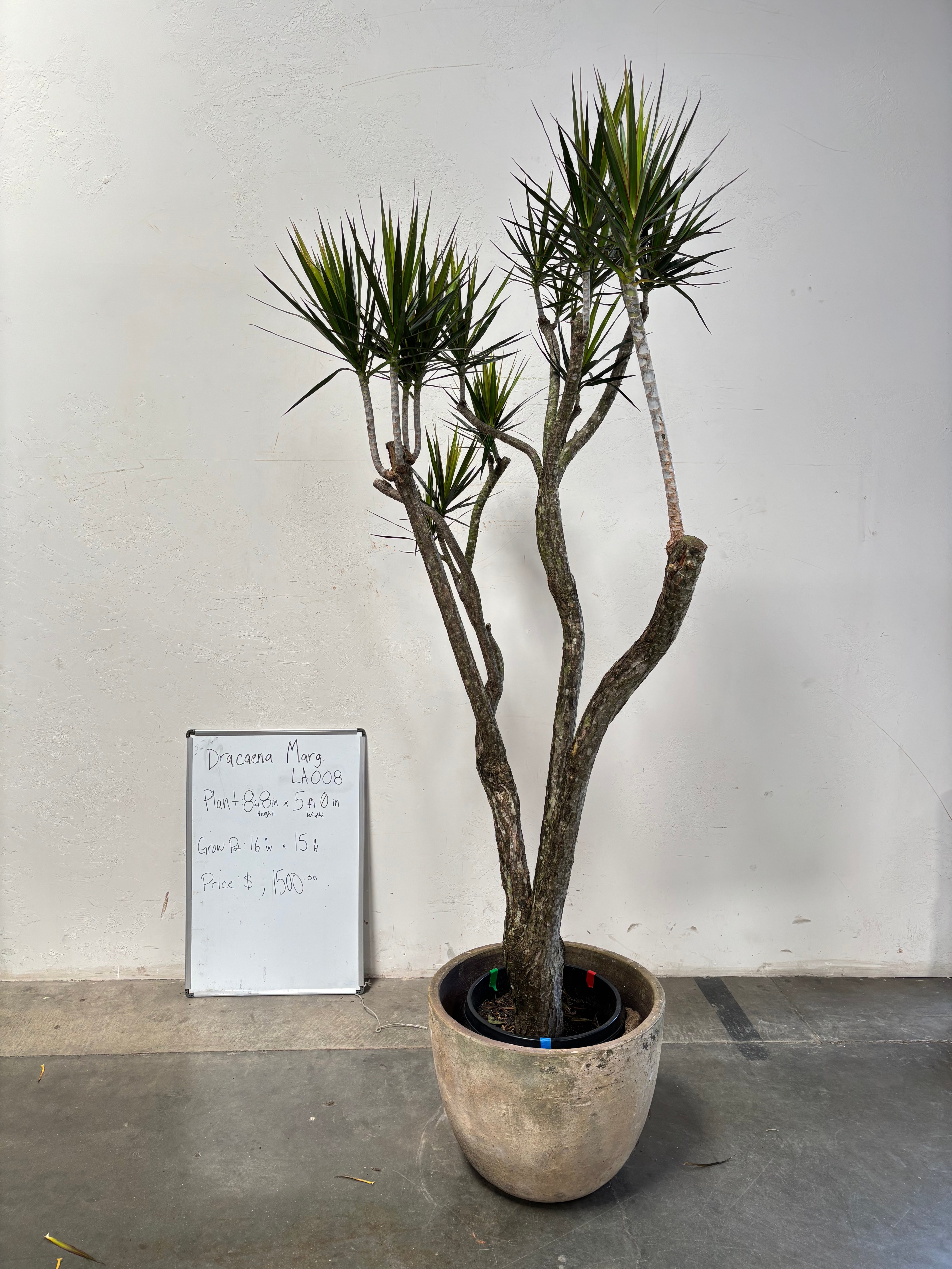 Dracaena Marginata LA008
