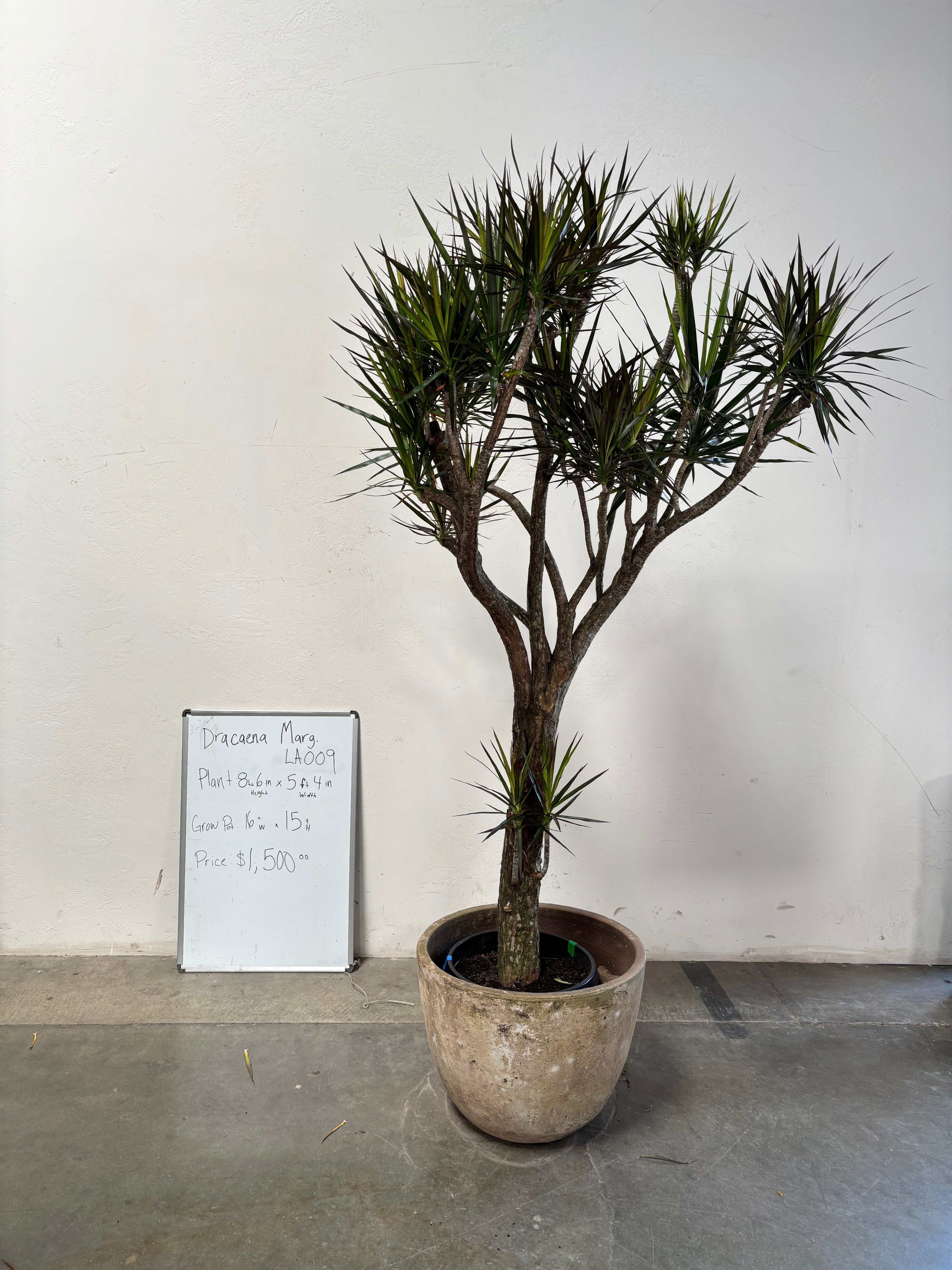 Dracaena Marginata LA009