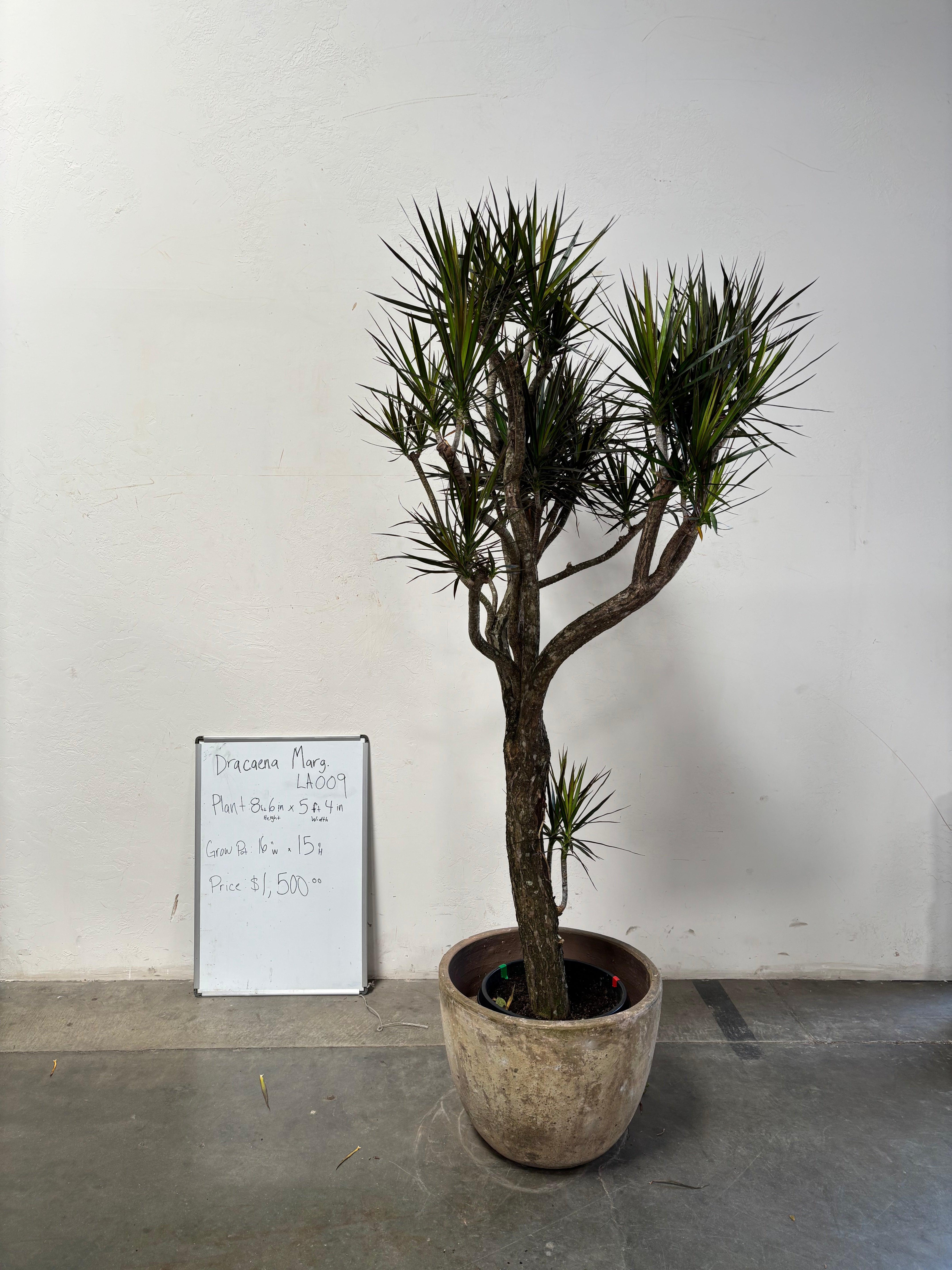 Dracaena Marginata LA009