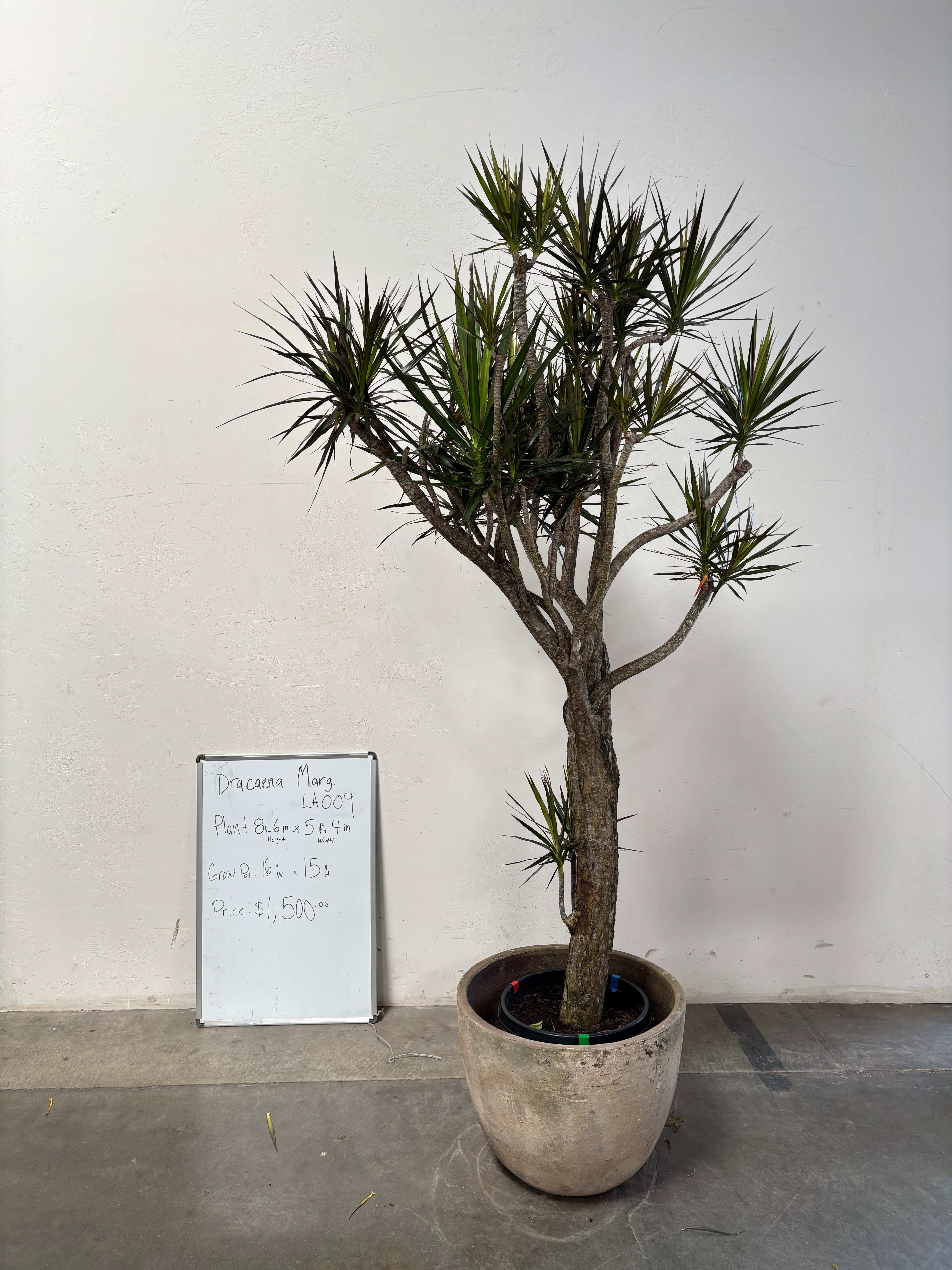 Dracaena Marginata LA009