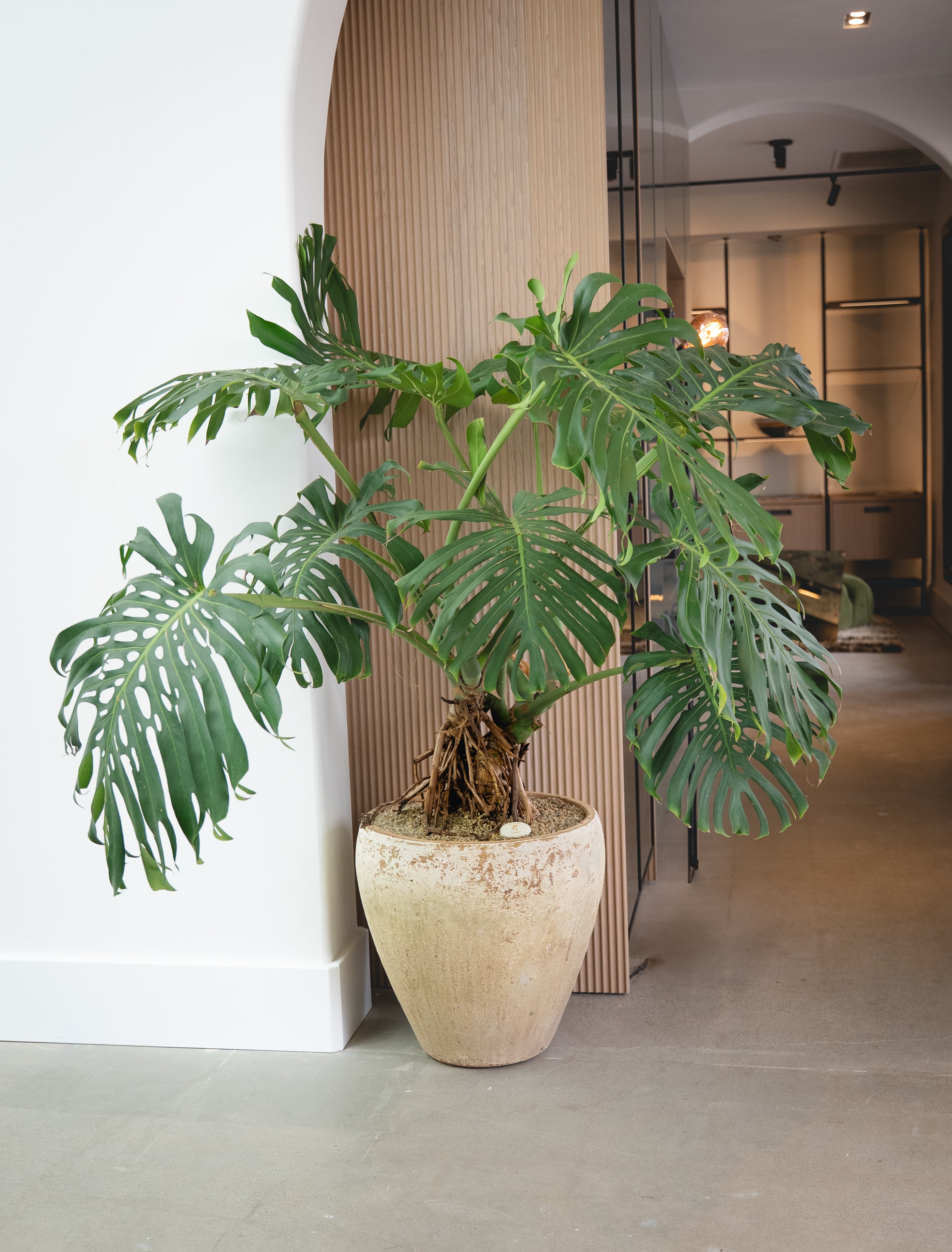 Monstera + Vietnamese Terracotta Planter