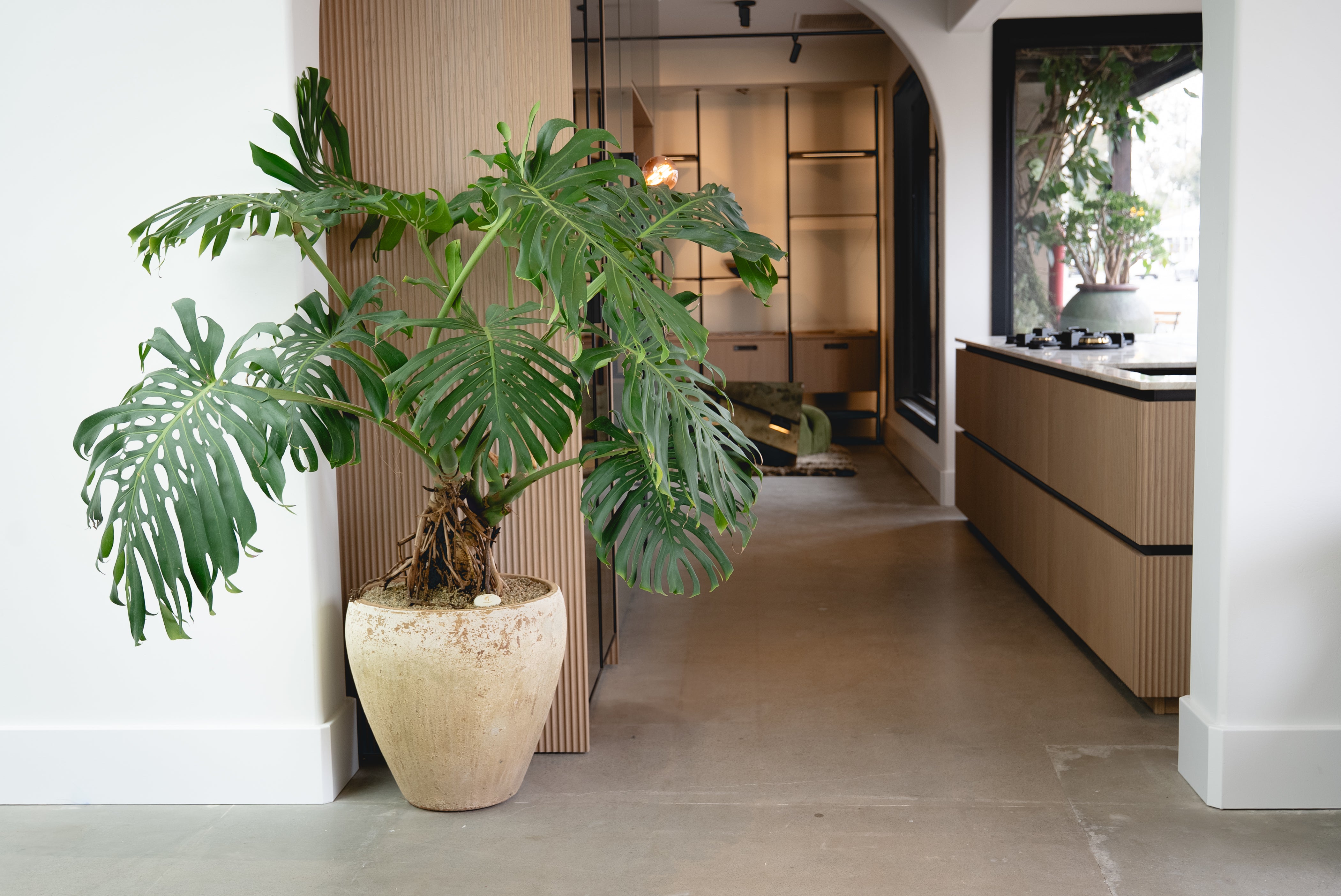 Monstera + Vietnamese Terracotta Planter