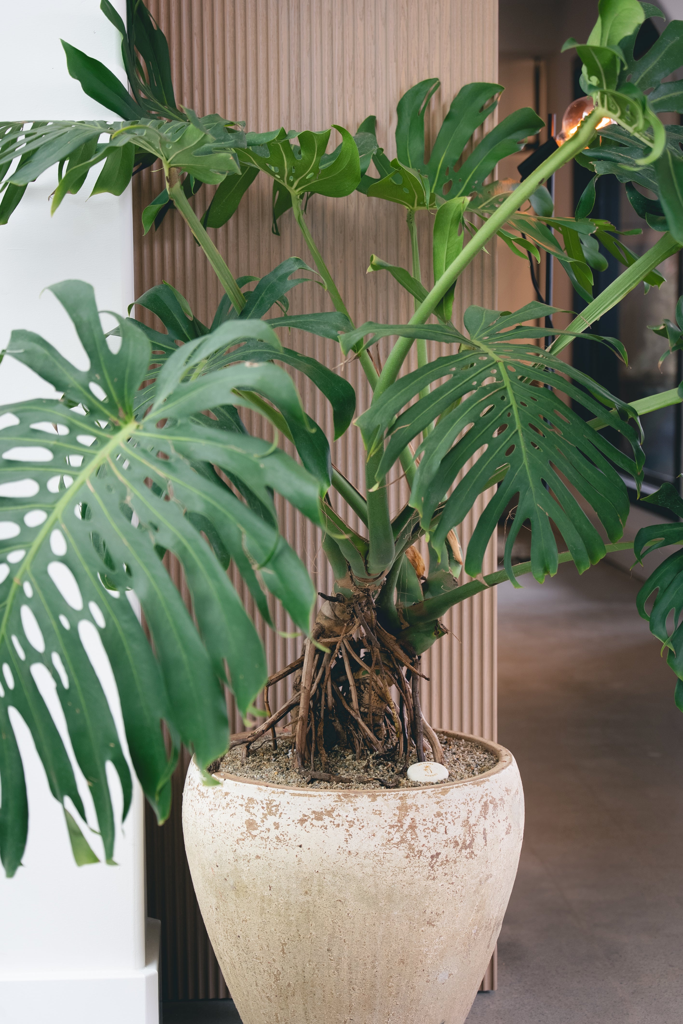 Monstera + Vietnamese Terracotta Planter