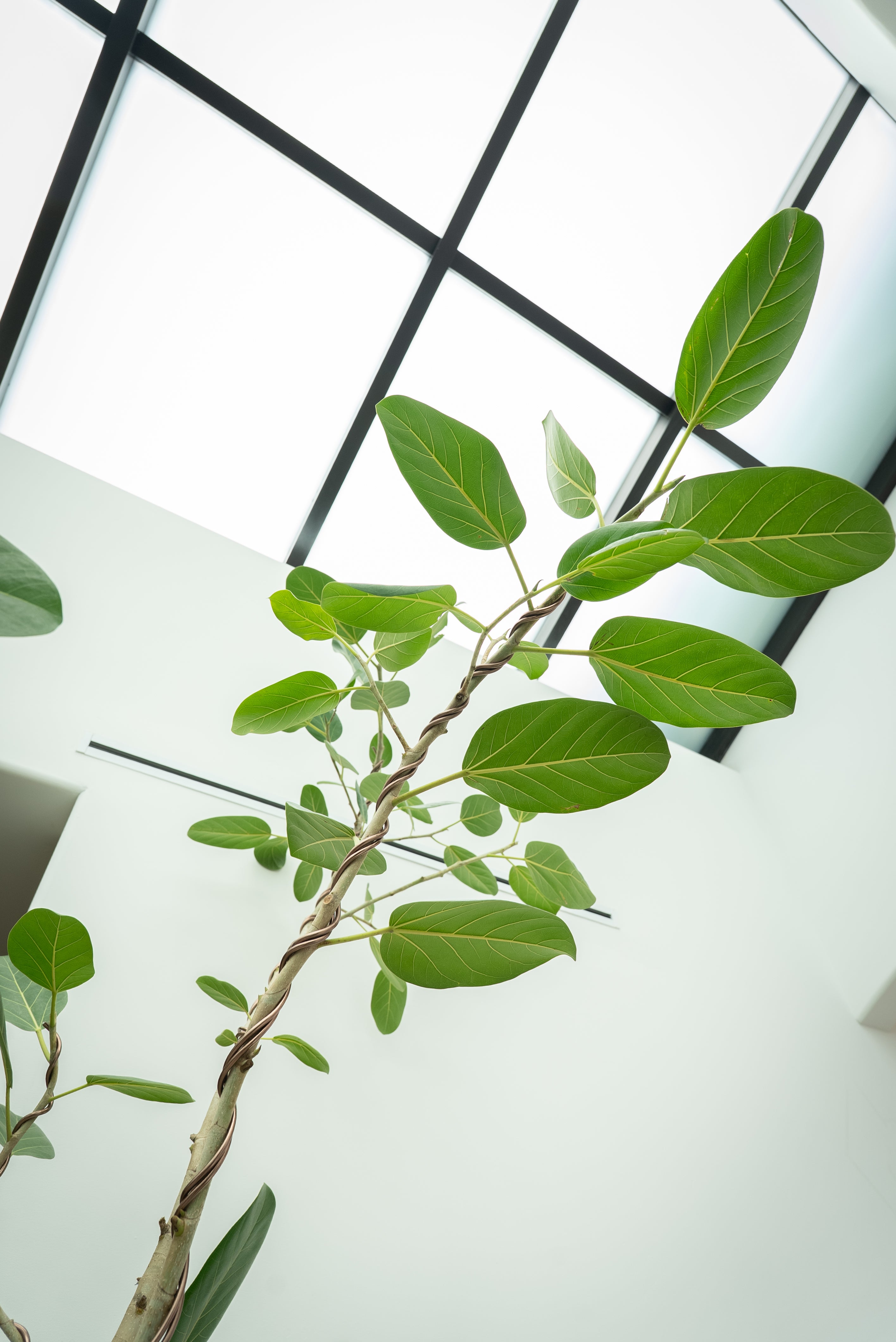 Ficus Audrey + Vintage Limestone Planter