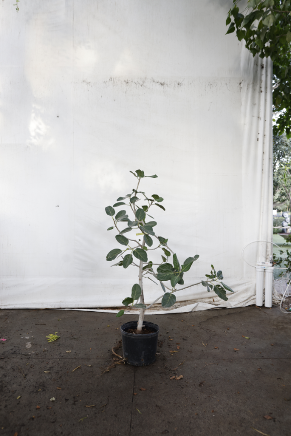 ficus-audrey-oc2-2