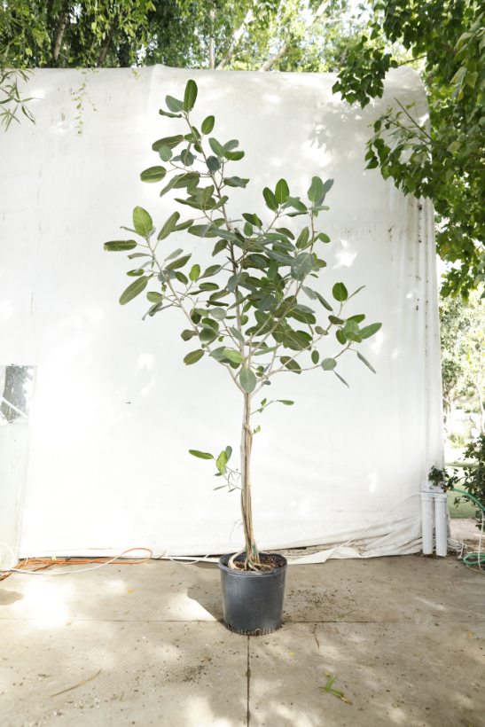 ficus-audrey-oc5-2