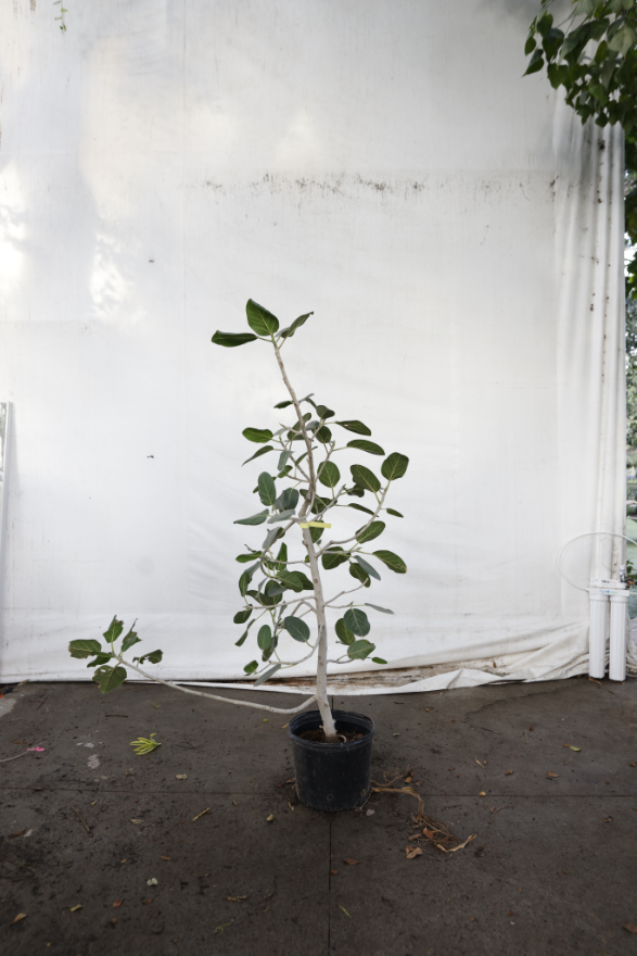 ficus-audrey-oc2-4