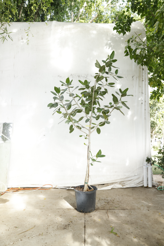 ficus-audrey-oc5-4