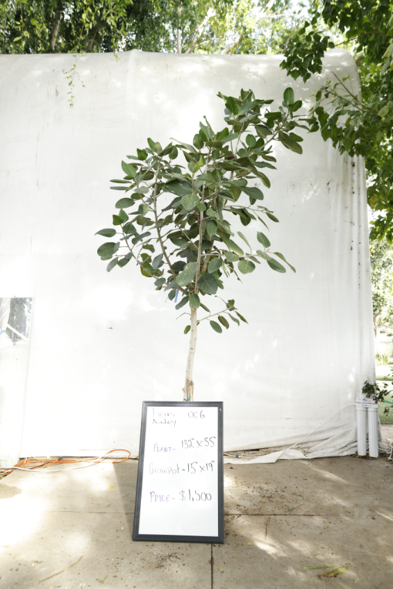 ficus-audrey-oc6-1