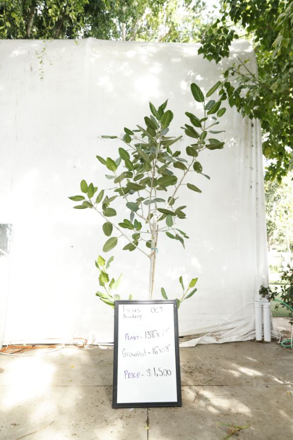 ficus-audrey-oc7-1