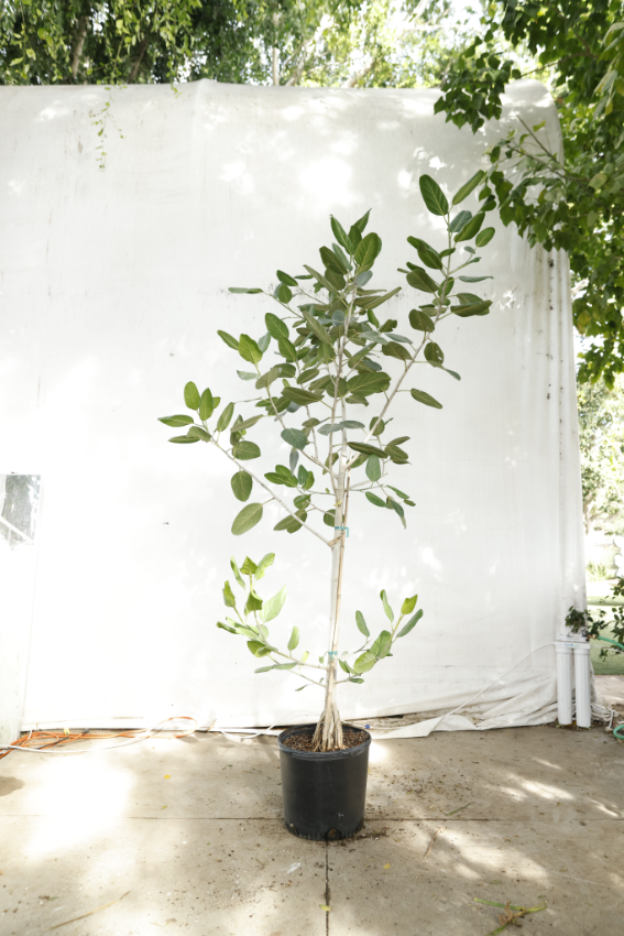 ficus-audrey-oc7-2