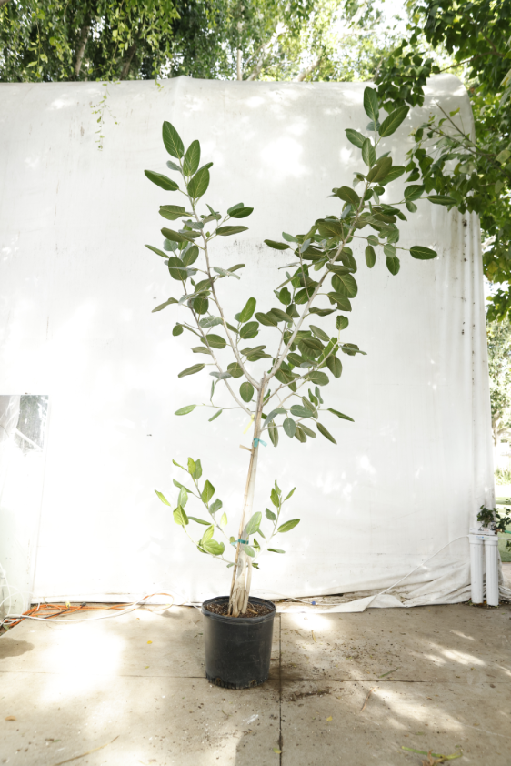 ficus-audrey-oc7-3