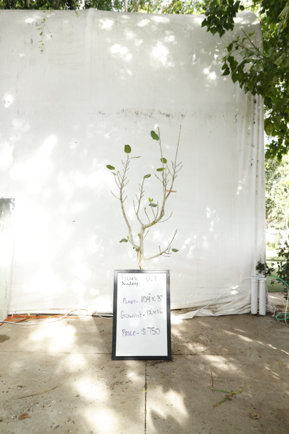 ficus-audrey-oc9-1