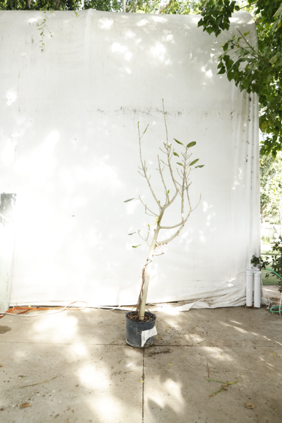 ficus-audrey-oc9-3